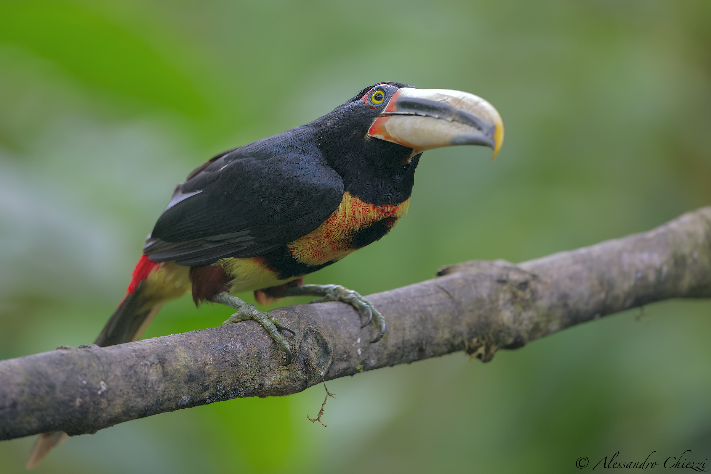 Aracari beak clear