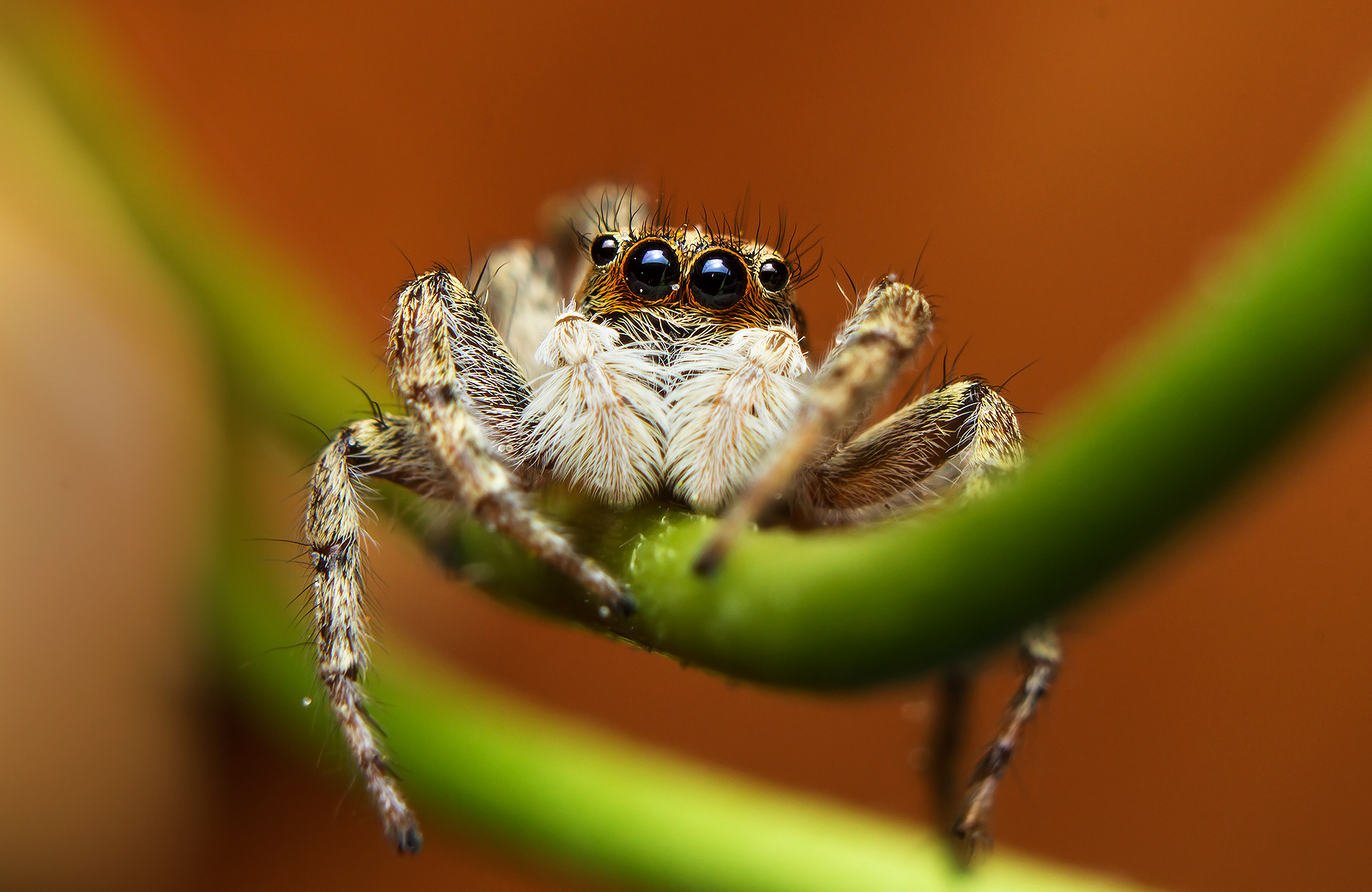 Spider salticidae