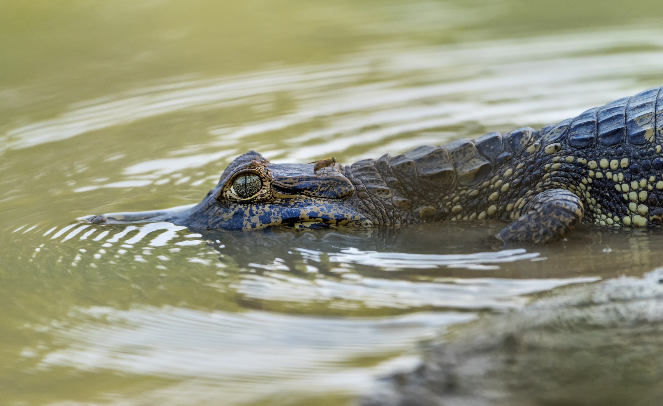 Pantanal 2015 - Caiman