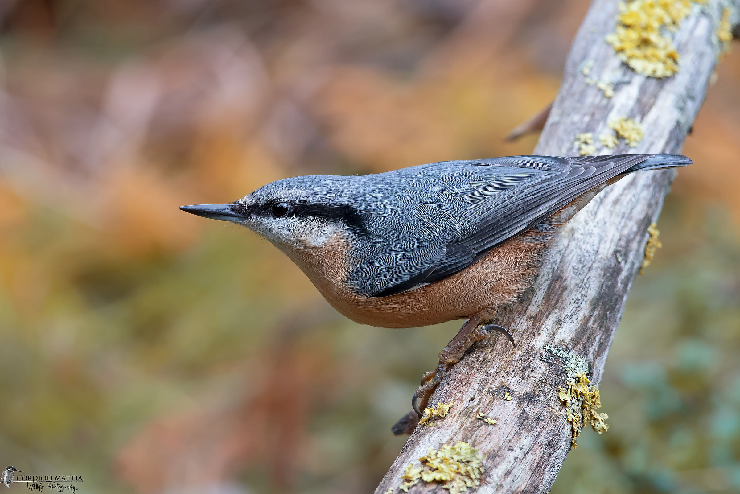 Nuthatch and the fall colors ...