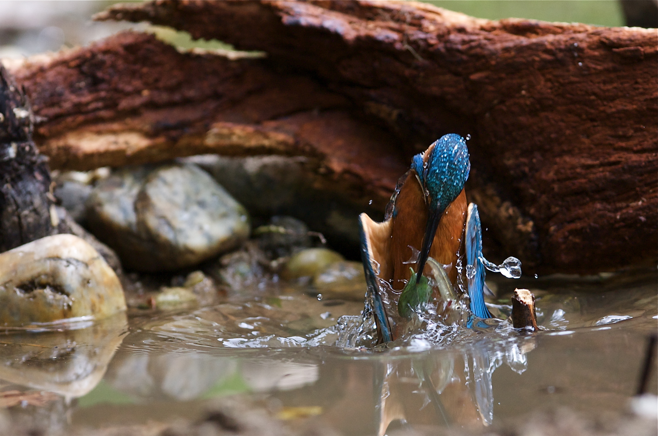 Confusion underwater 2