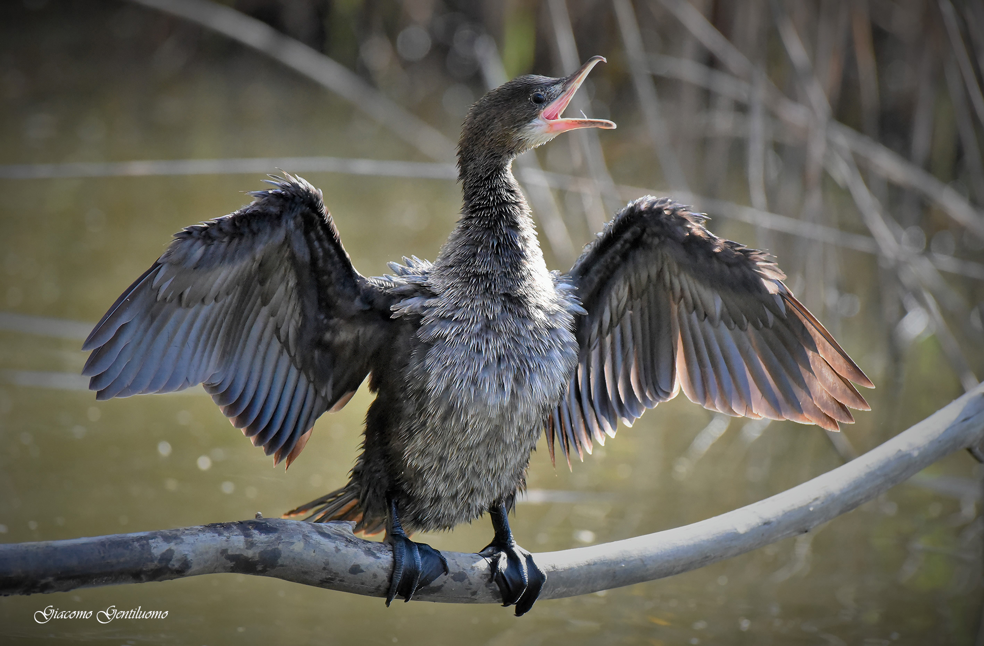 marangone minore parlante