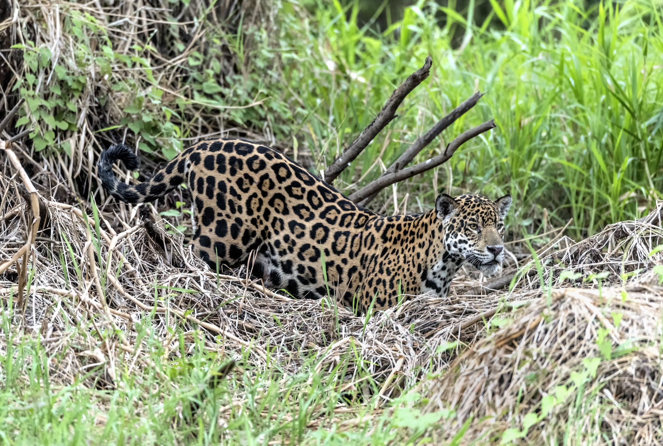 Pantanal 2015 - Jaguar