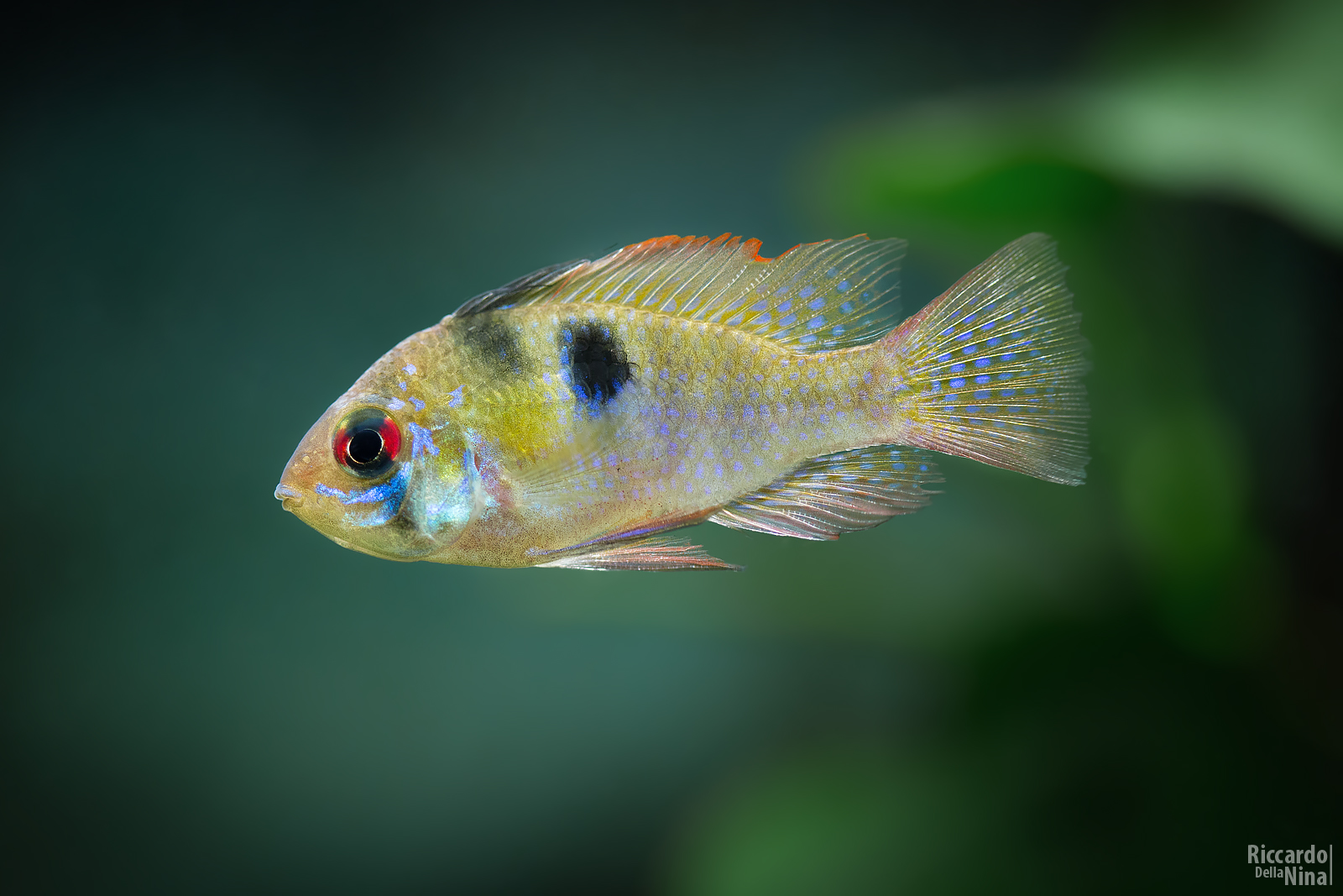 Apistogramma ramirezi.