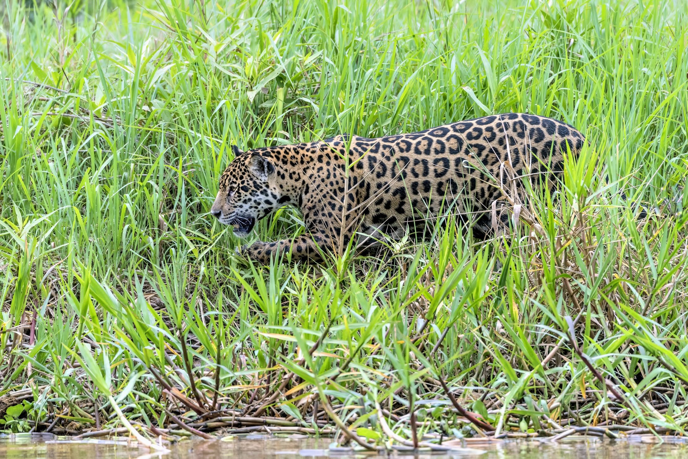 Pantanal 2015 - Jaguar