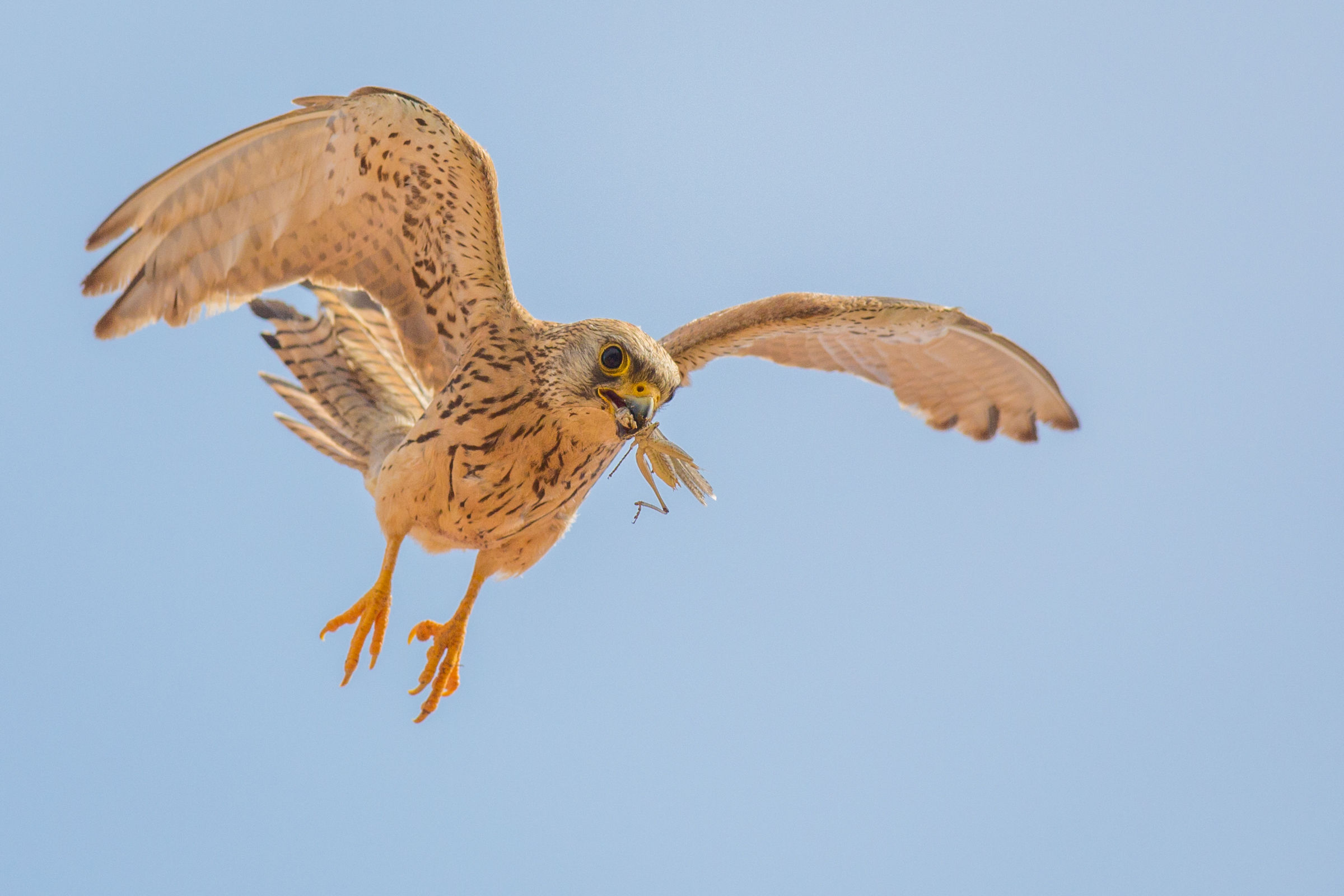 Look what I got for lunch!