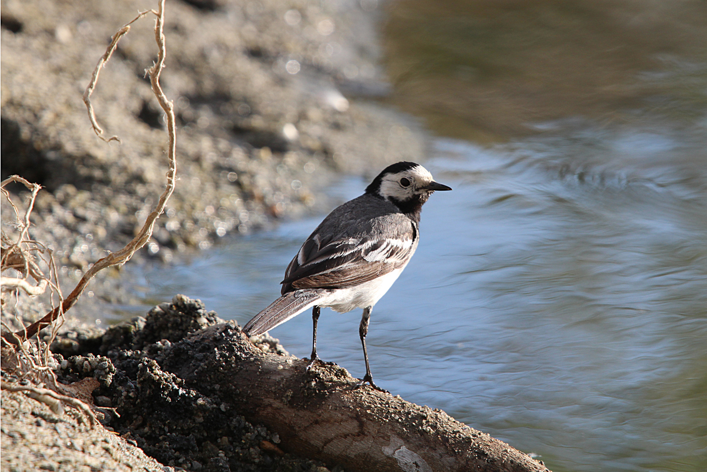 White Wagtail