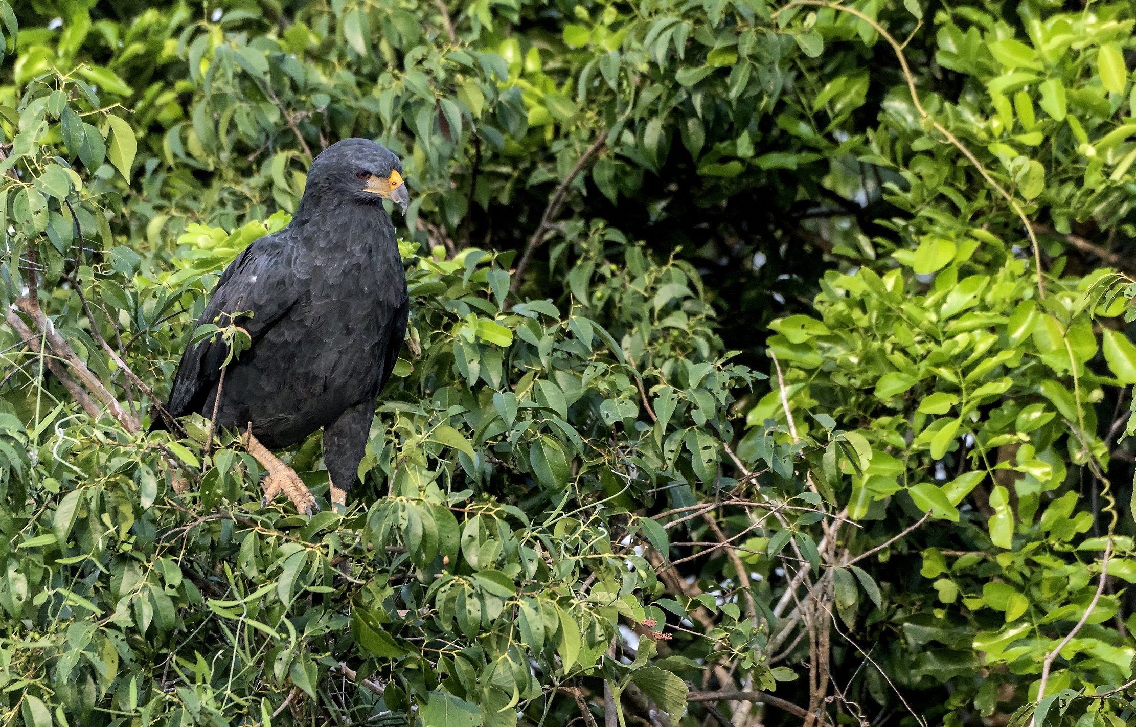 Pantanal 2015 - Aquila