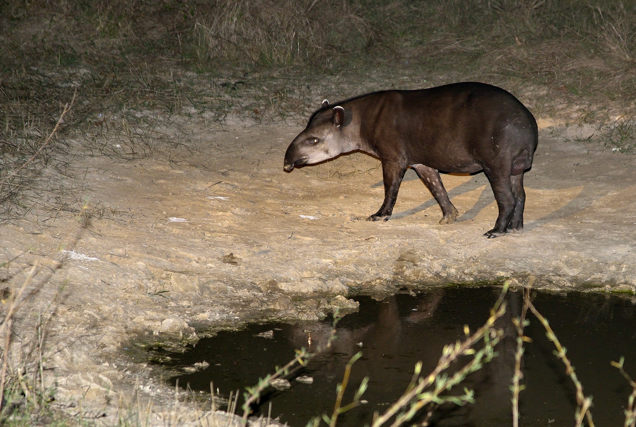 Pantanal 2015 - Tapiro