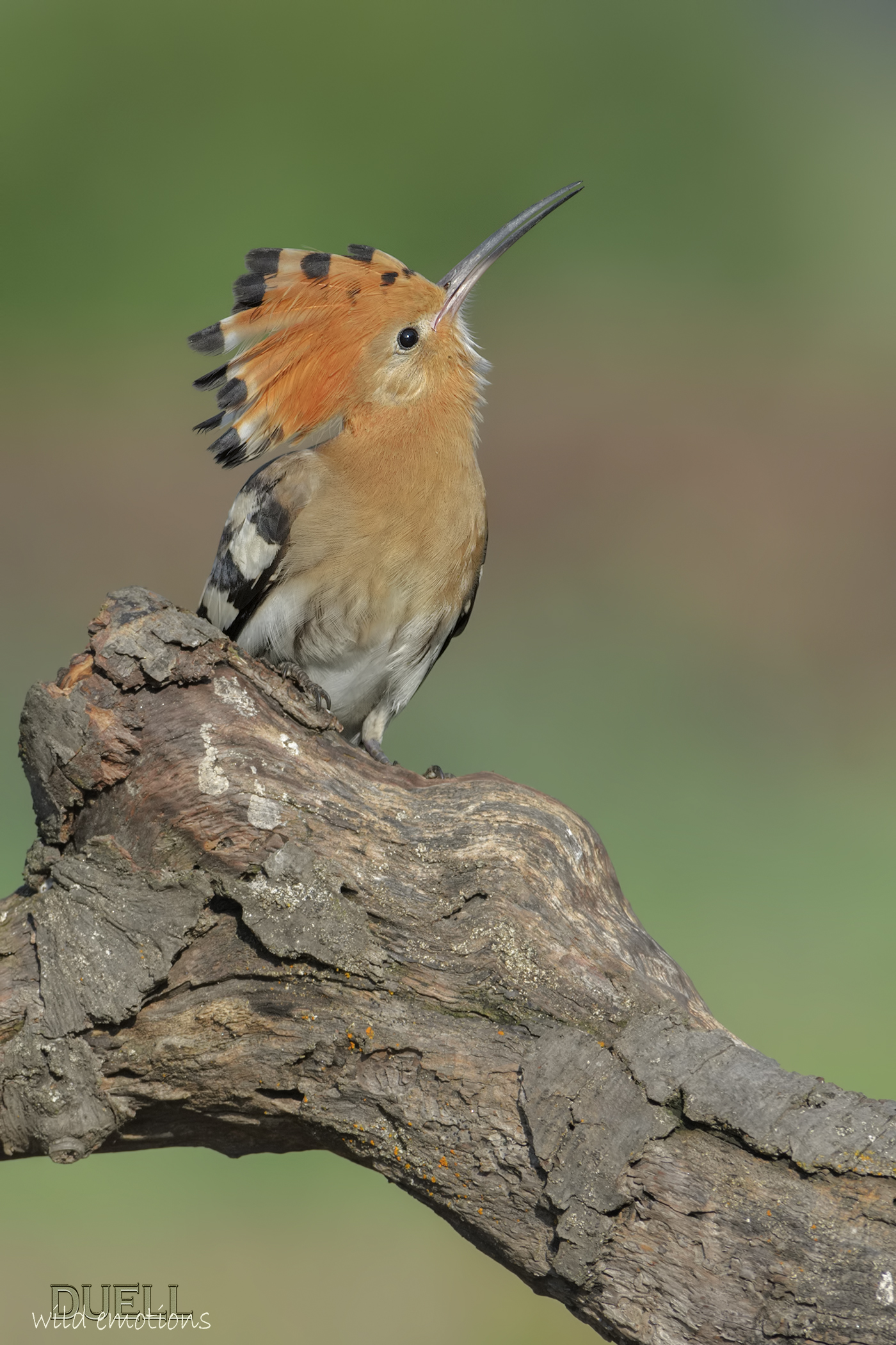 uno sguardo al cielo