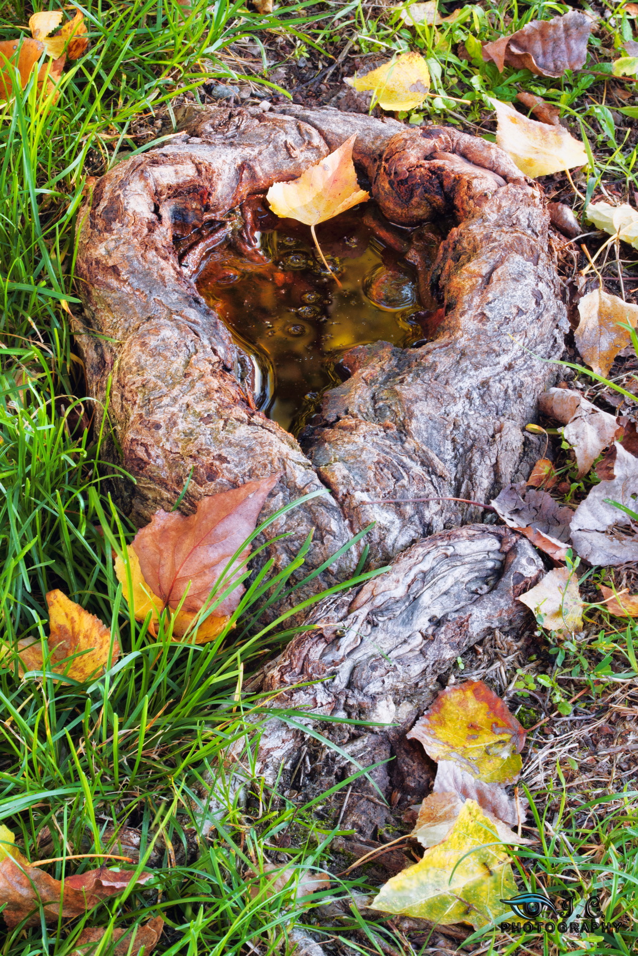 L'autunno nella radice