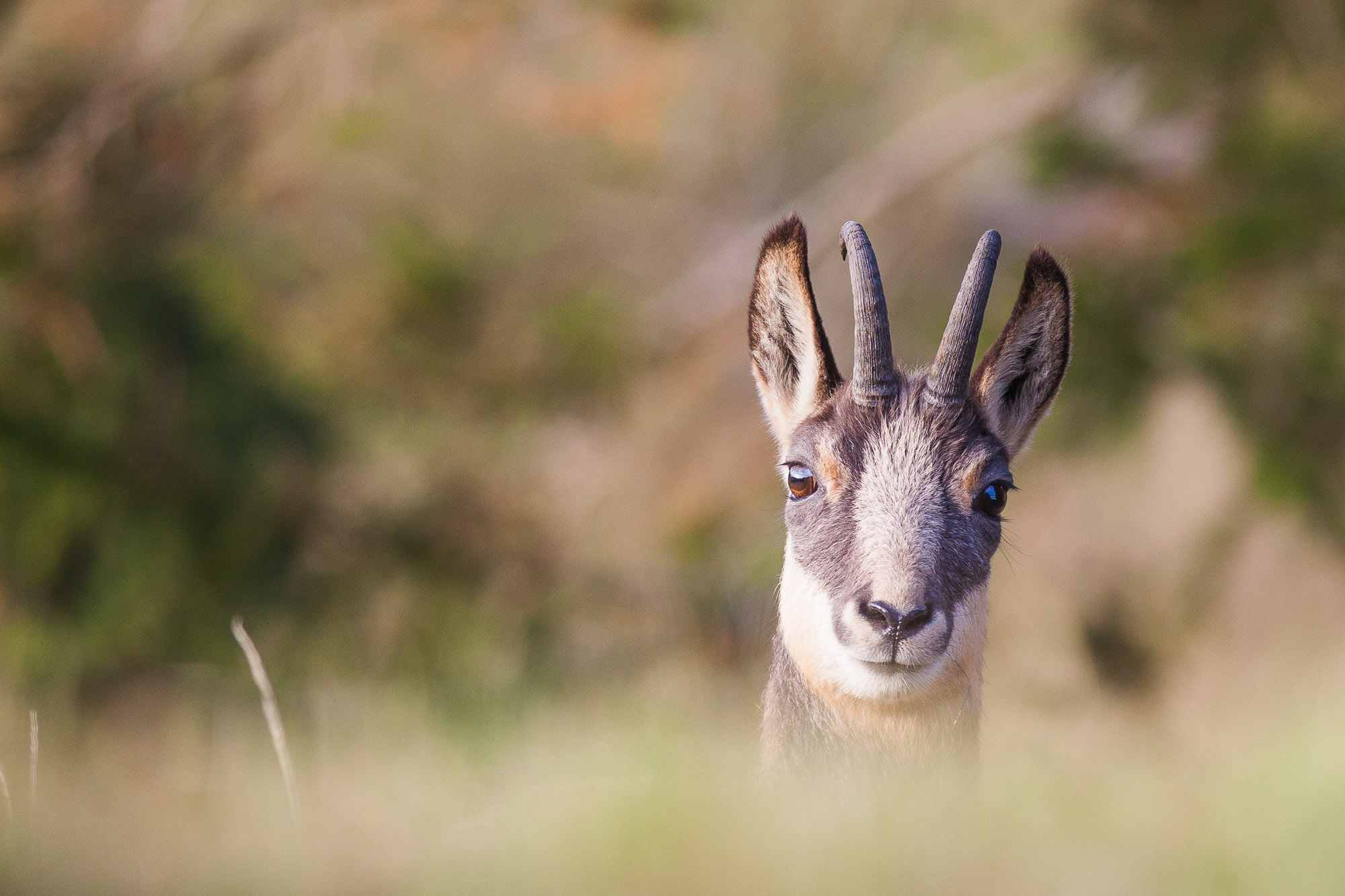 camoscio - primo piano