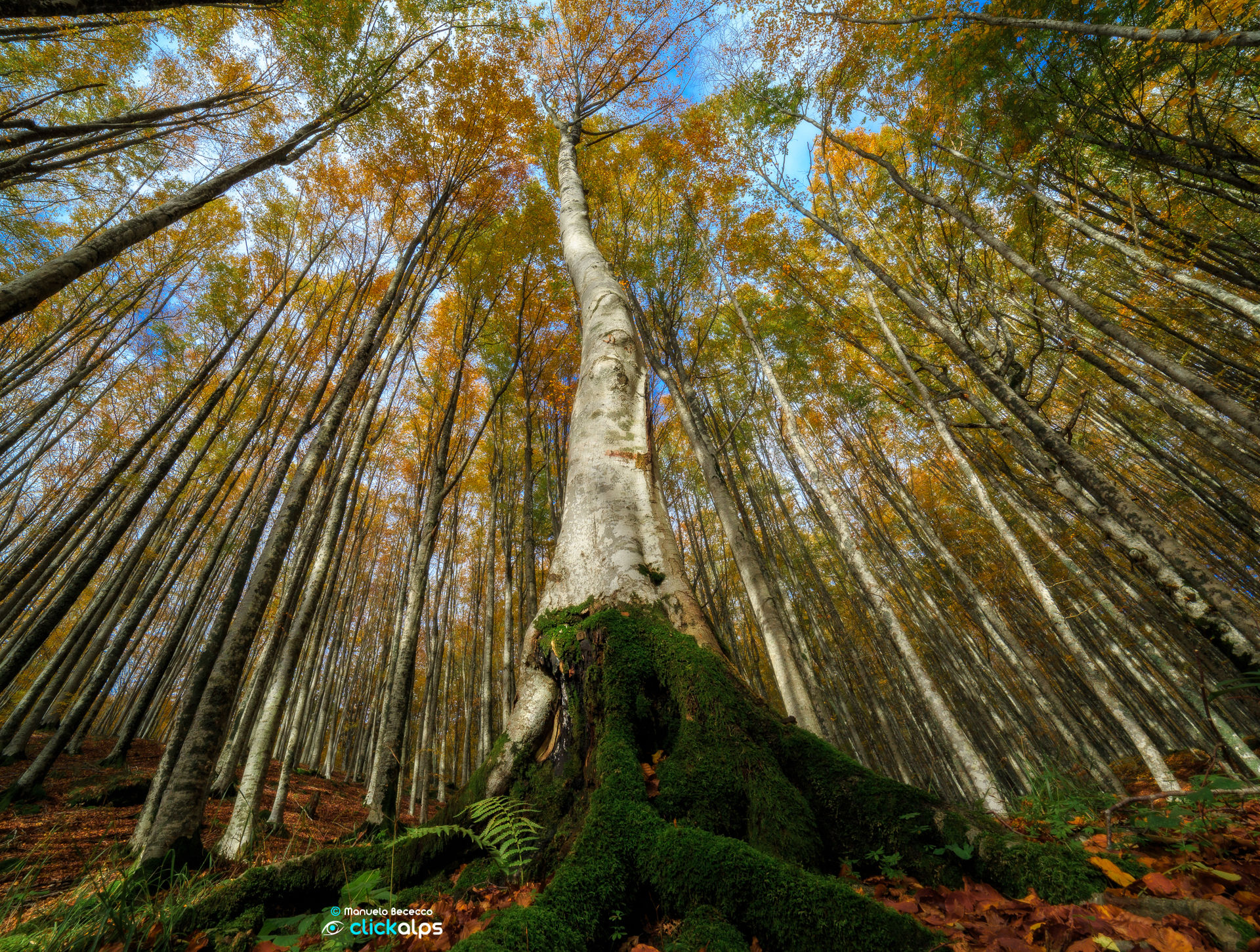 ? Dance of the Forest
