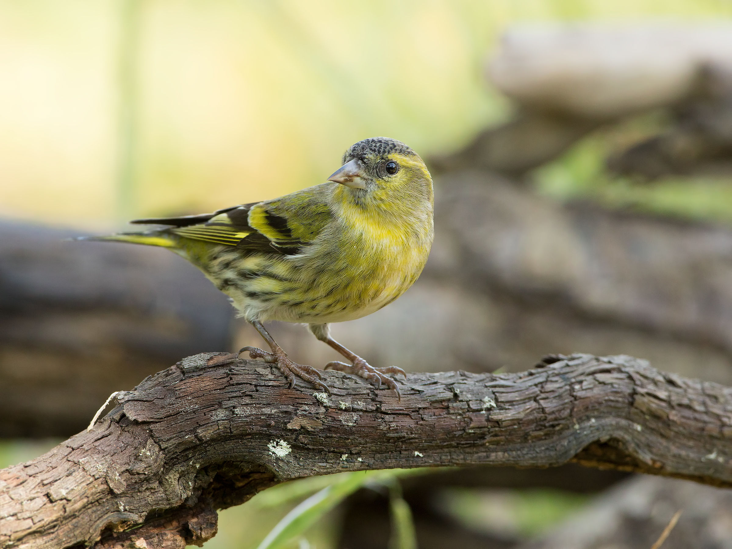 siskin