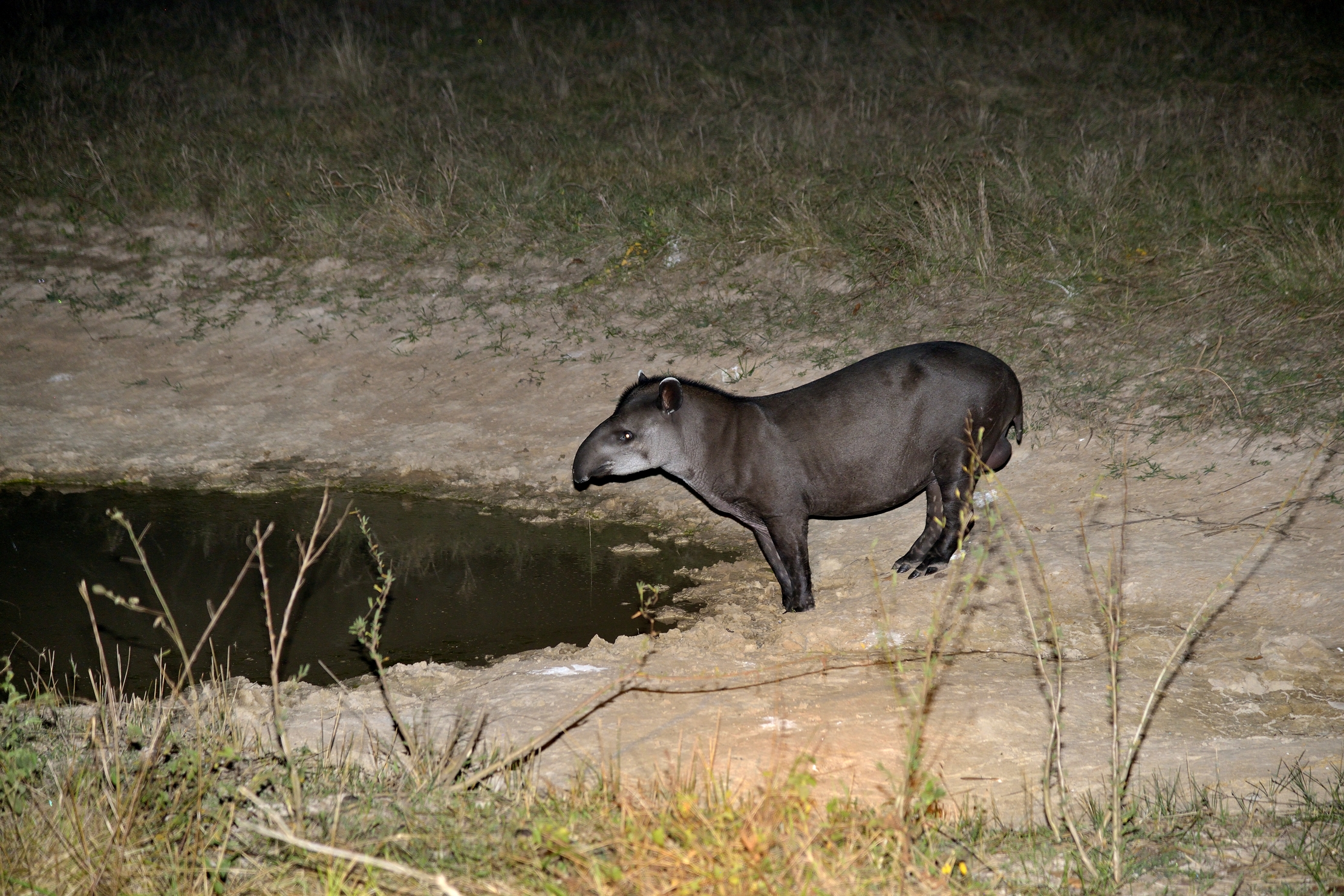 Pantanal 2015 - Tapiro