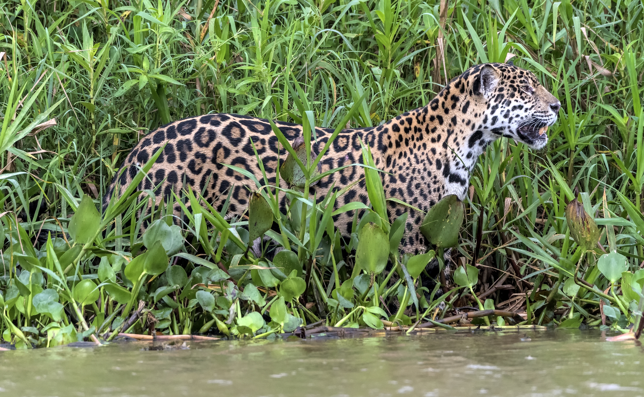 Pantanal 2015 - Jaguar