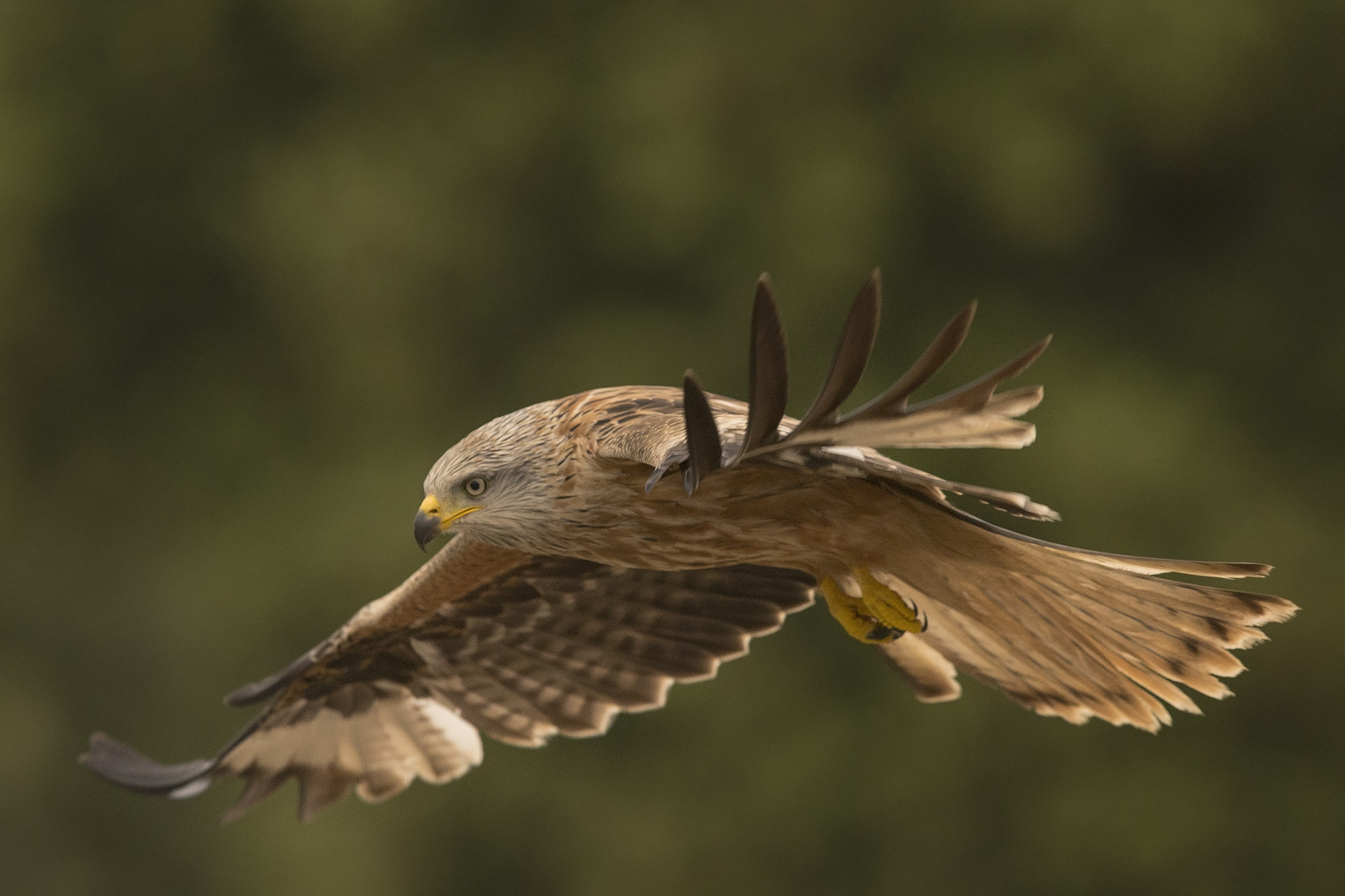 Nibbio reale Milvus milvus