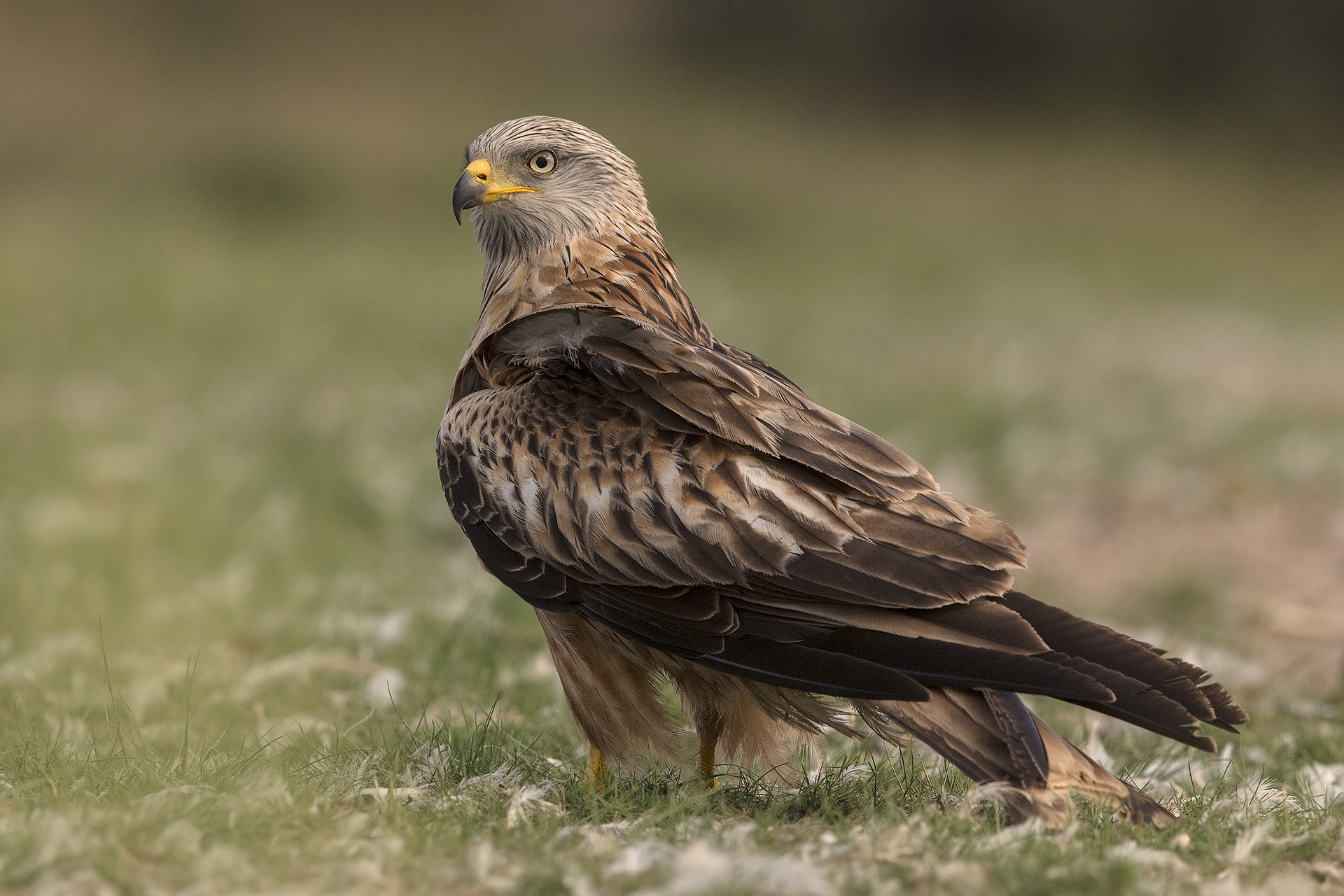 Nibbio reale Milvus milvus