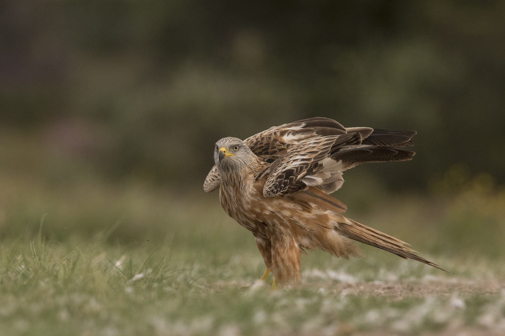 Nibbio reale Milvus milvus