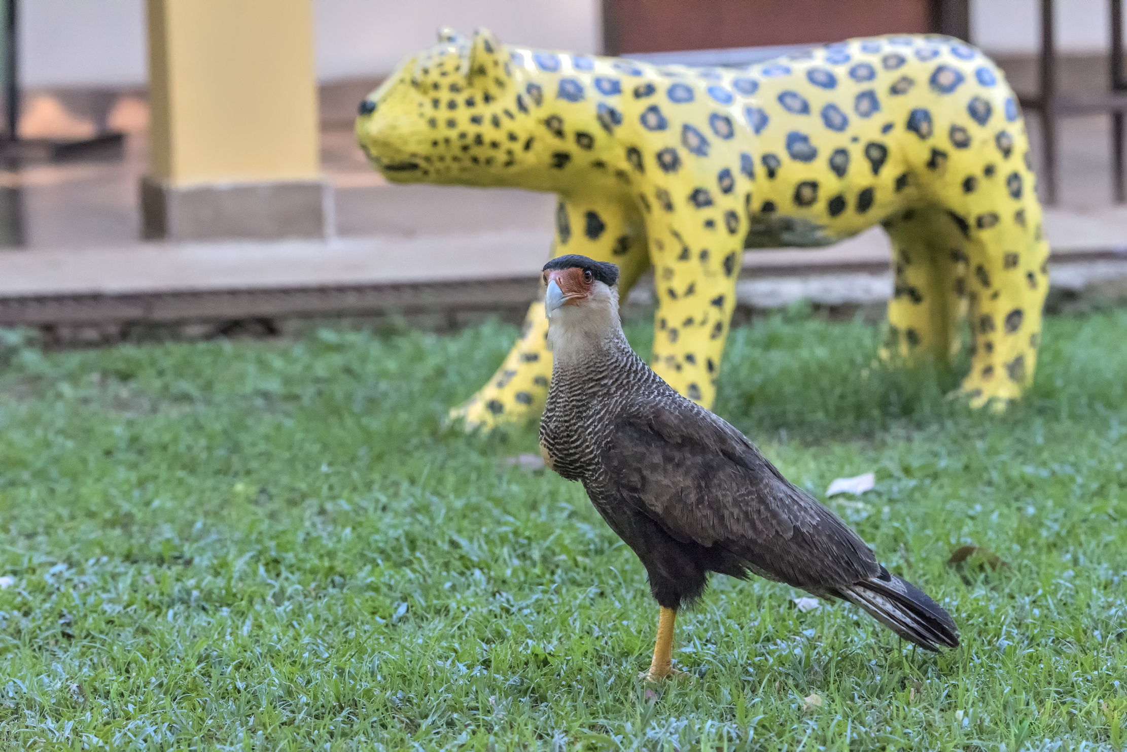 Pantanal 2015 - KaraKara e ....giaguaro....