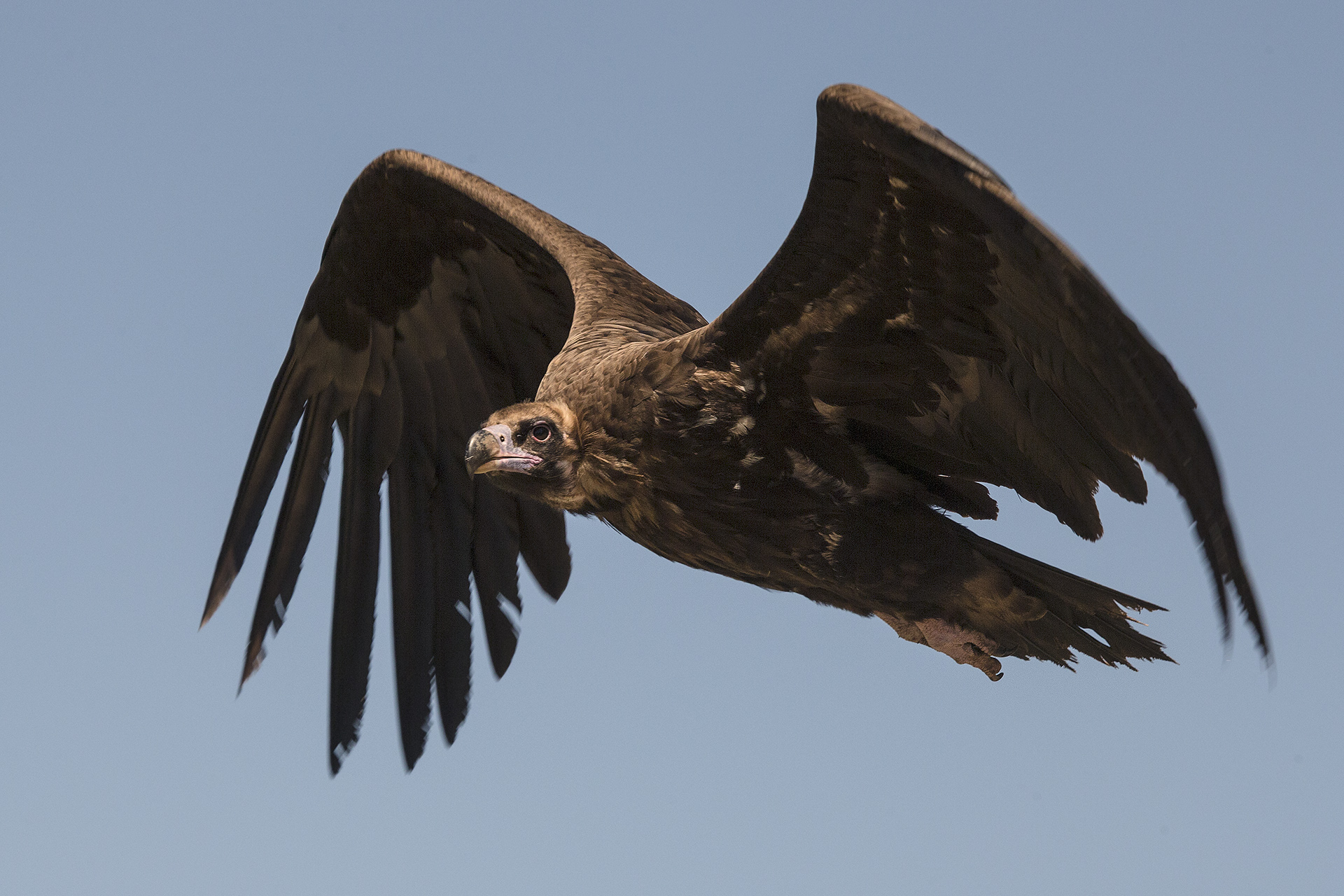 Avvoltoio monaco Aegypius monachus