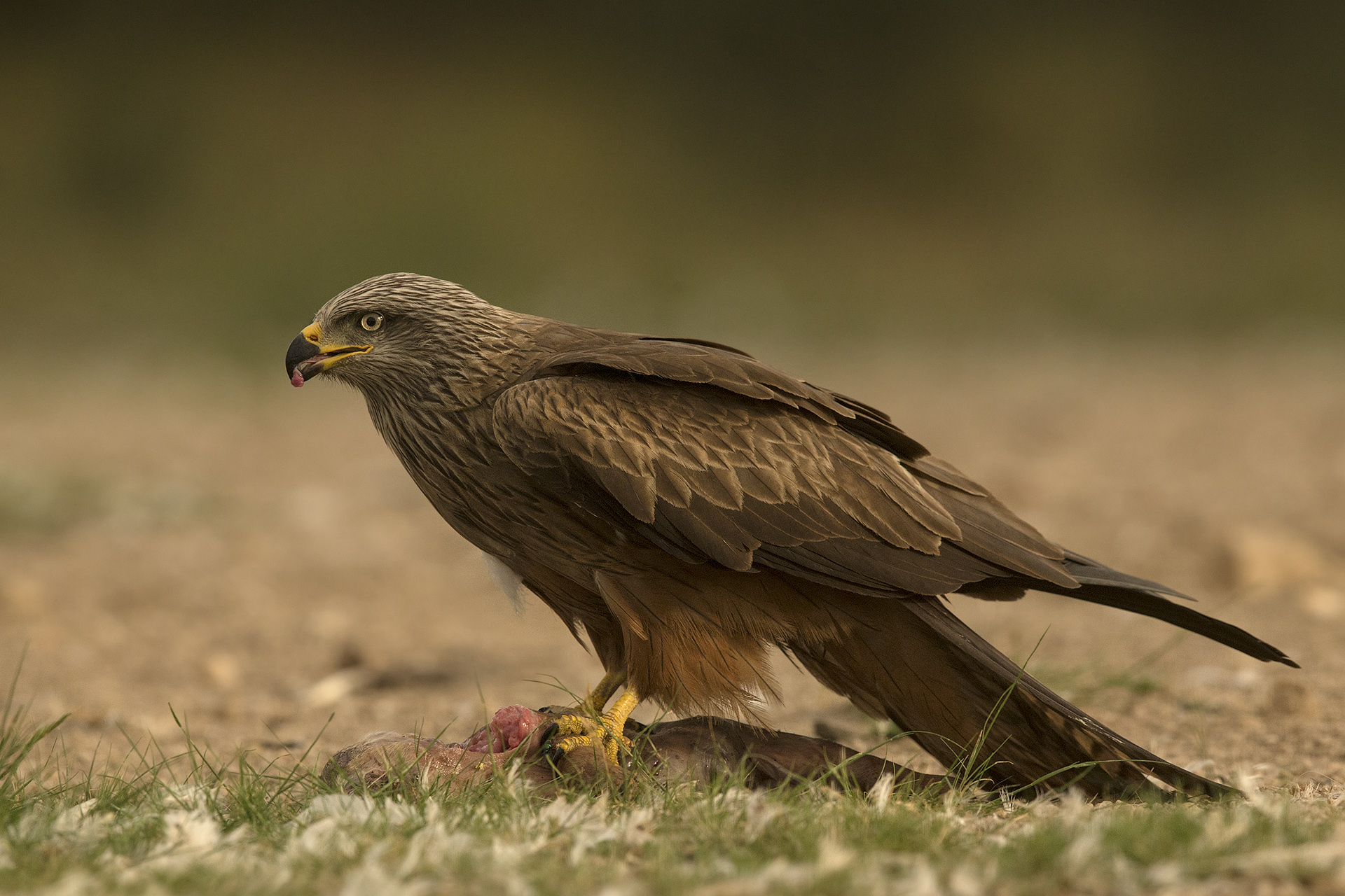 Nibbio bruno Milvus migrans