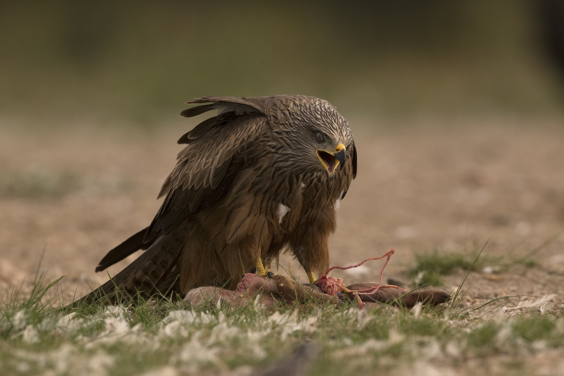 Nibbio bruno Milvus migrans