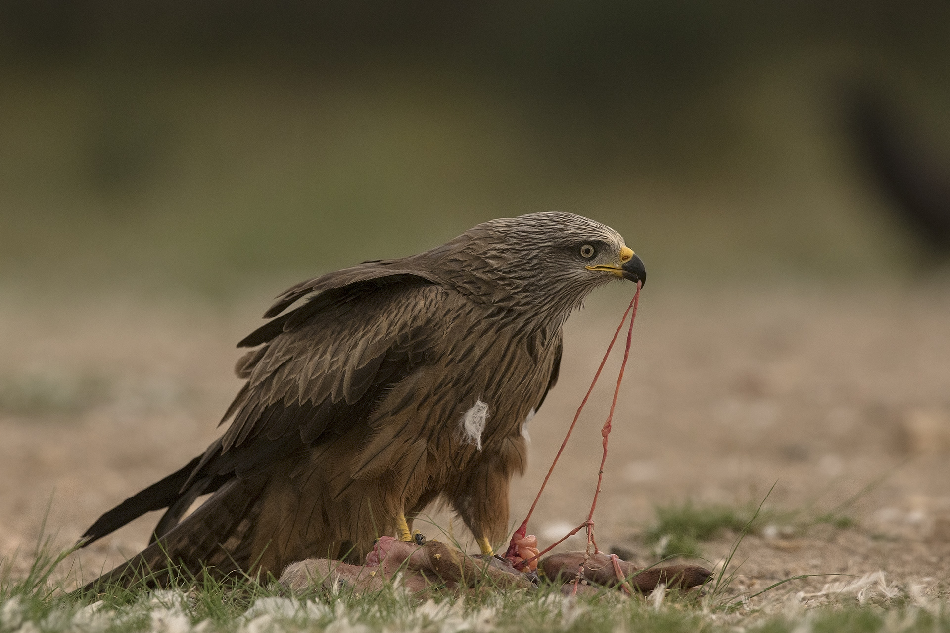 Nibbio bruno Milvus migrans