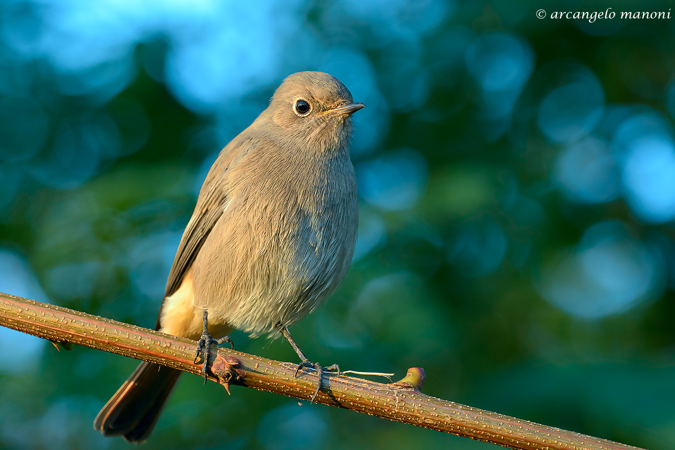 Redstart with ptime dawn