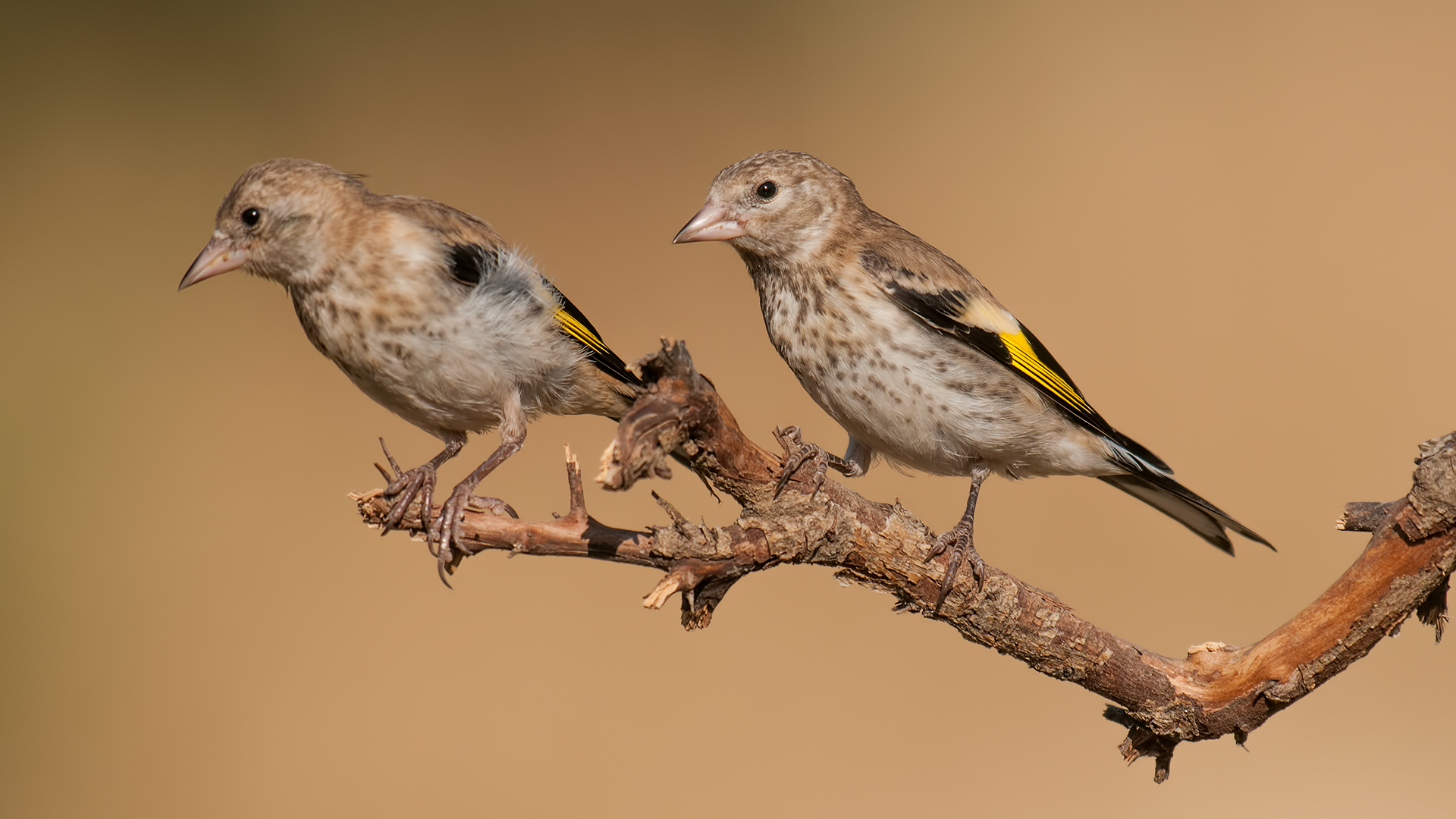 Cardellino / Carduelis carduelis
