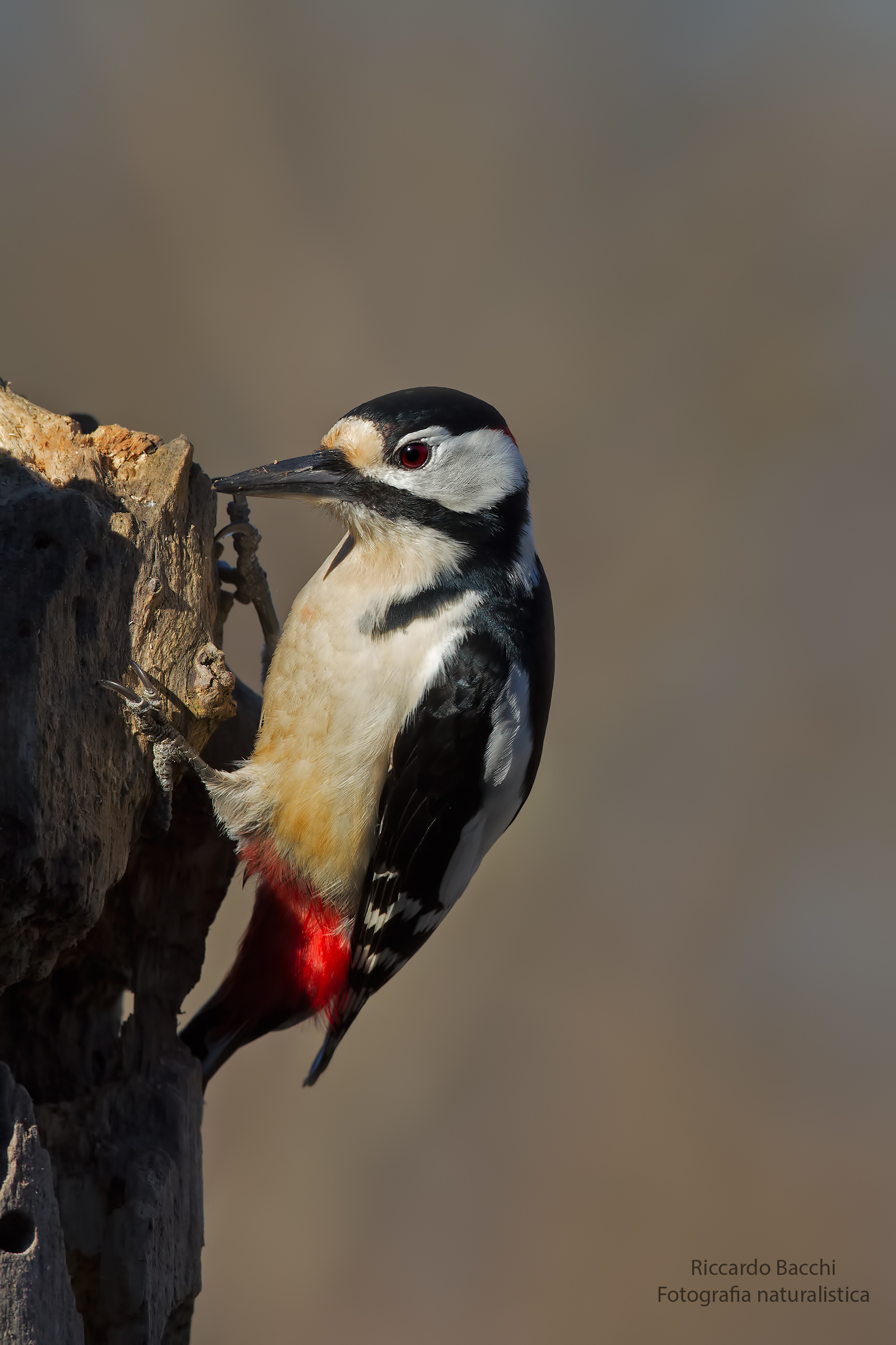 Picchio Rosso Maggiore - Red Spotted Woodpecker
