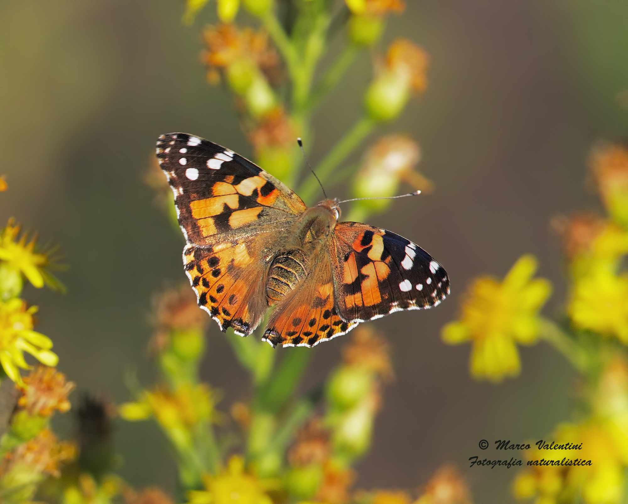 Il volo della vanessa