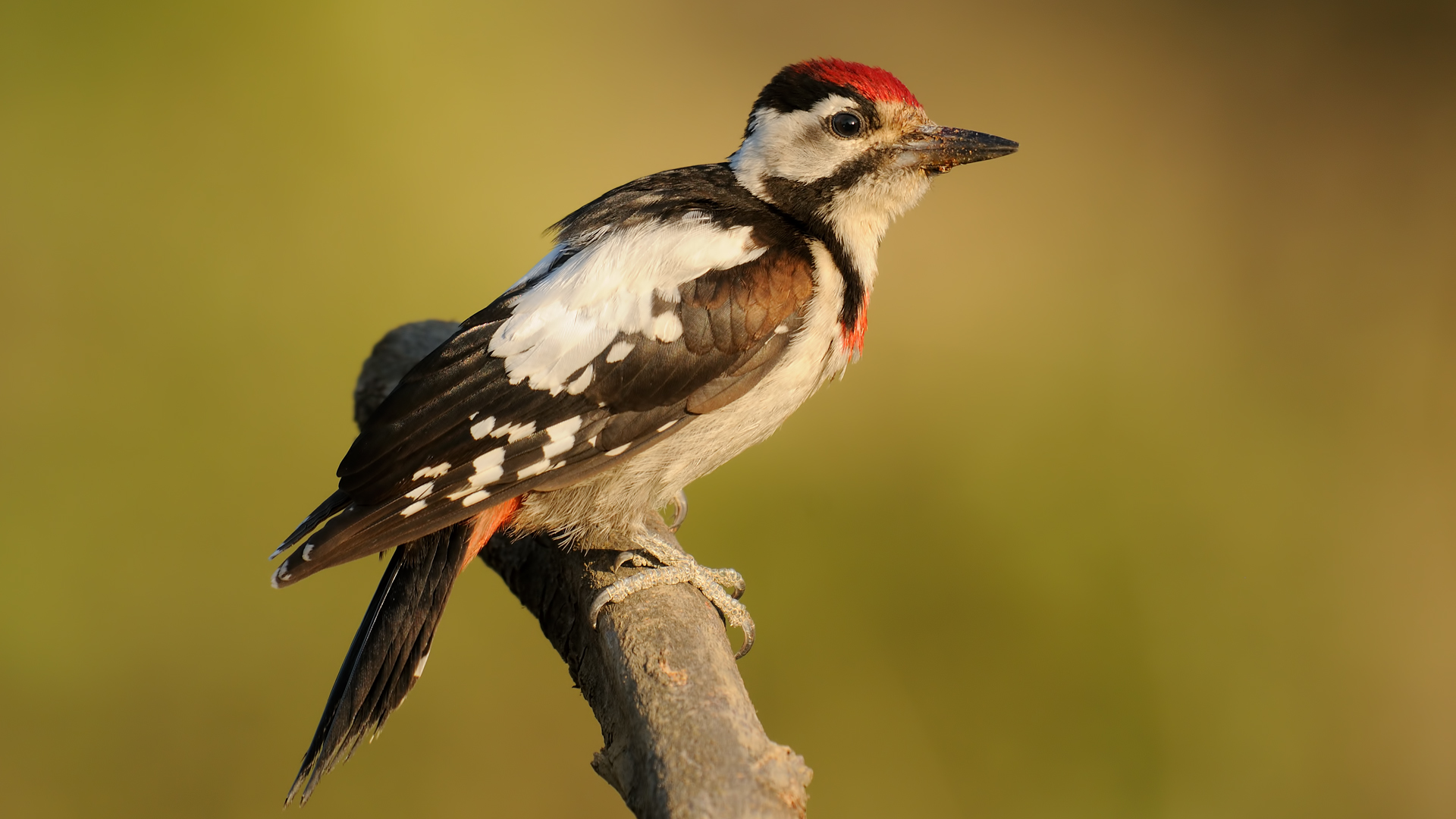 Dendrocopos syriacus »Picchio siriano