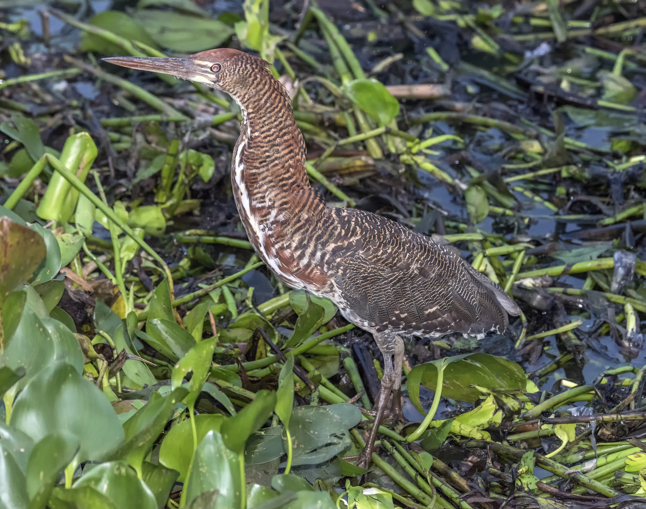Pantanal 2015 - Airone tigrato