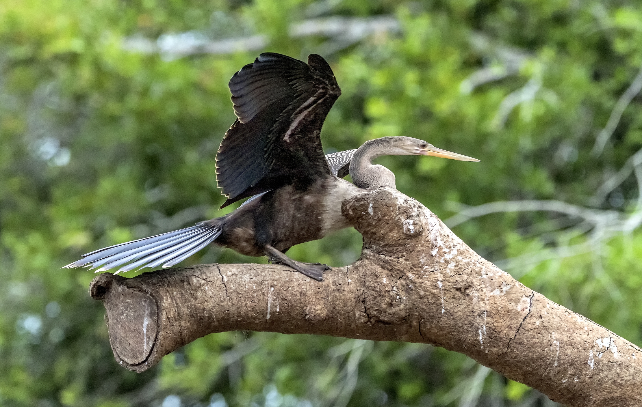 Pantanal 2015 - Aninga