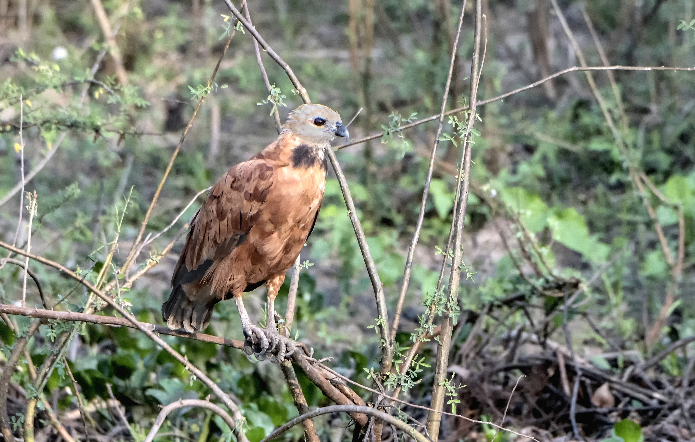 Pantanal 2015 - Poiana dal collare nero