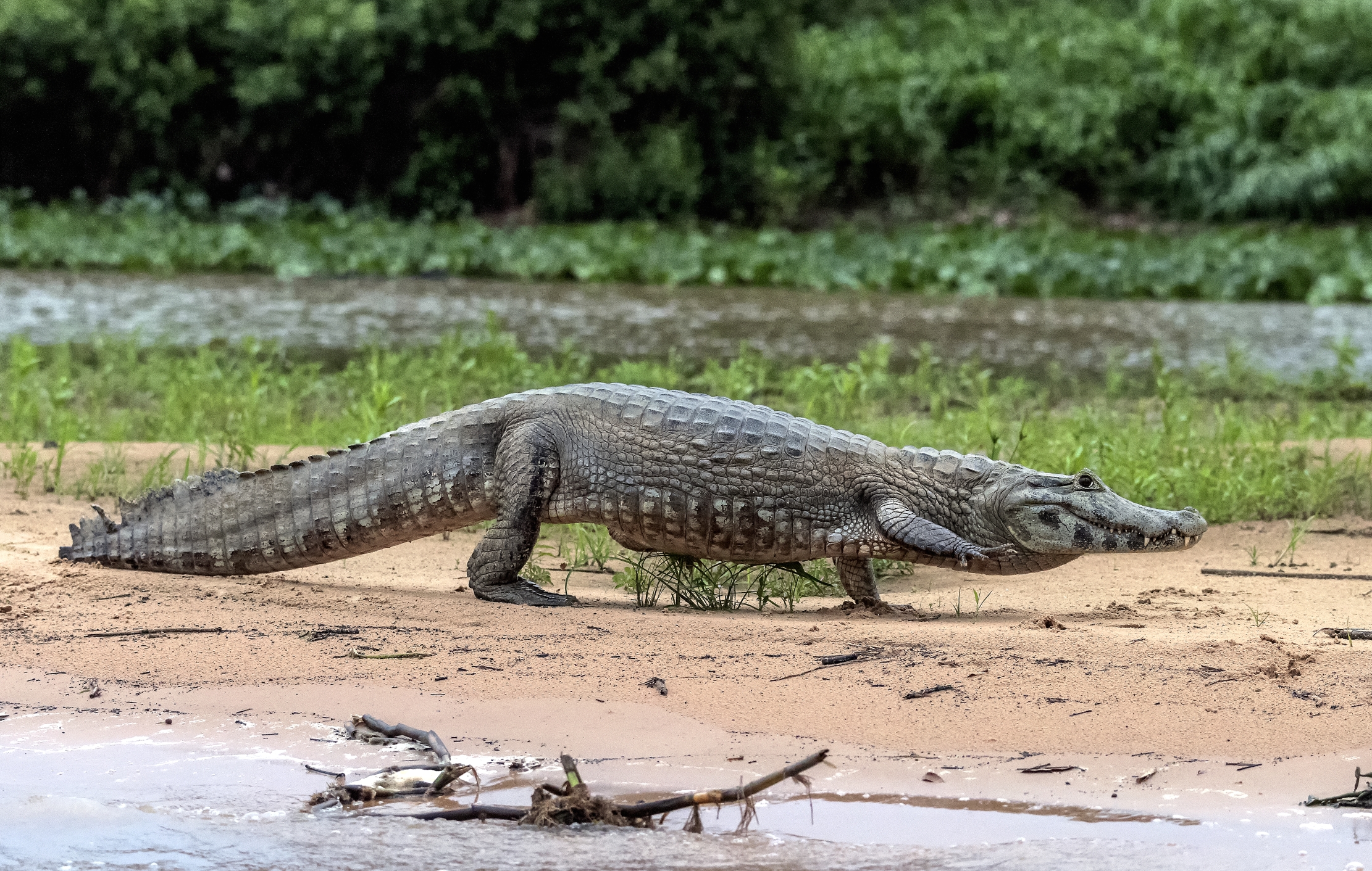 Pantanal 2015 - A passeggio