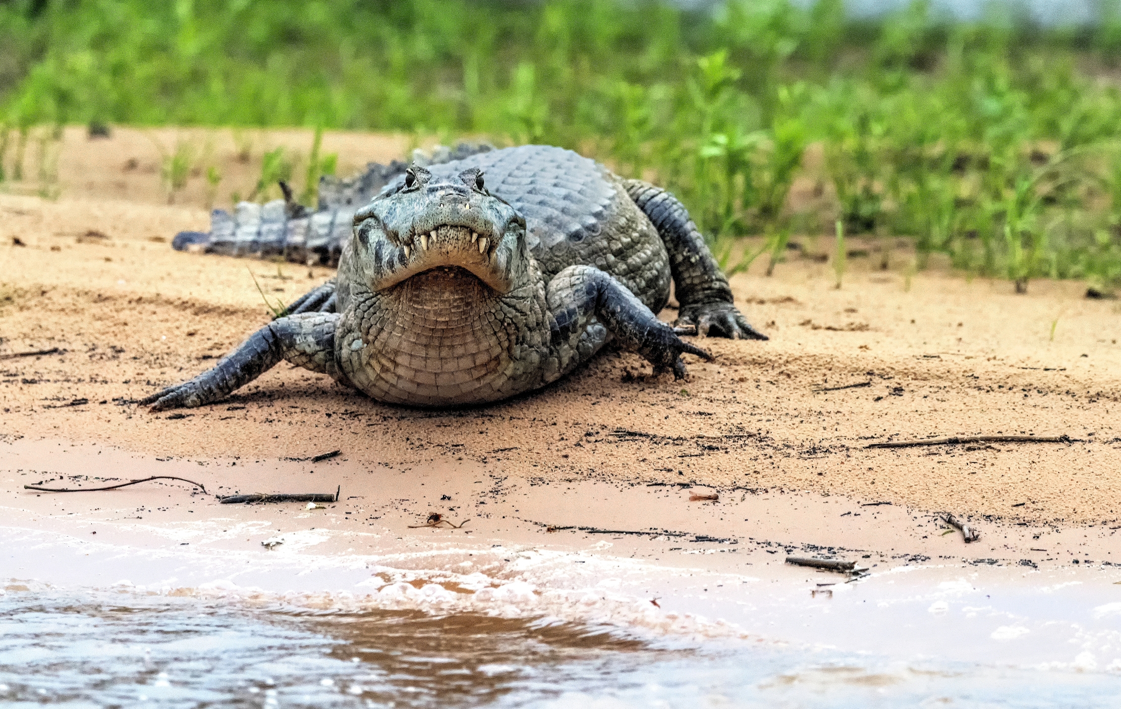 Pantanal 2015 - Caiman