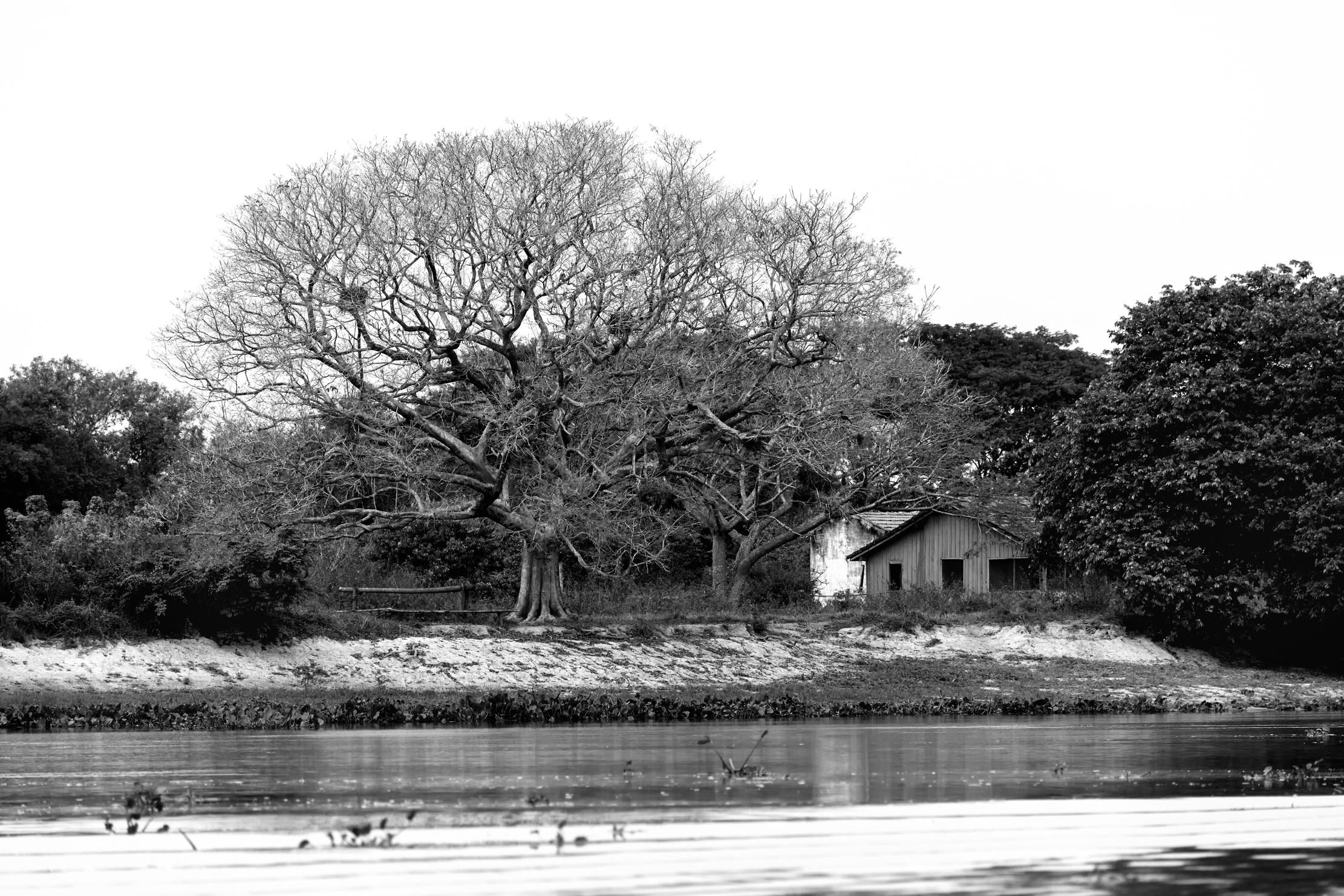 Pantanal 2015 - Grande albero e casa B&W