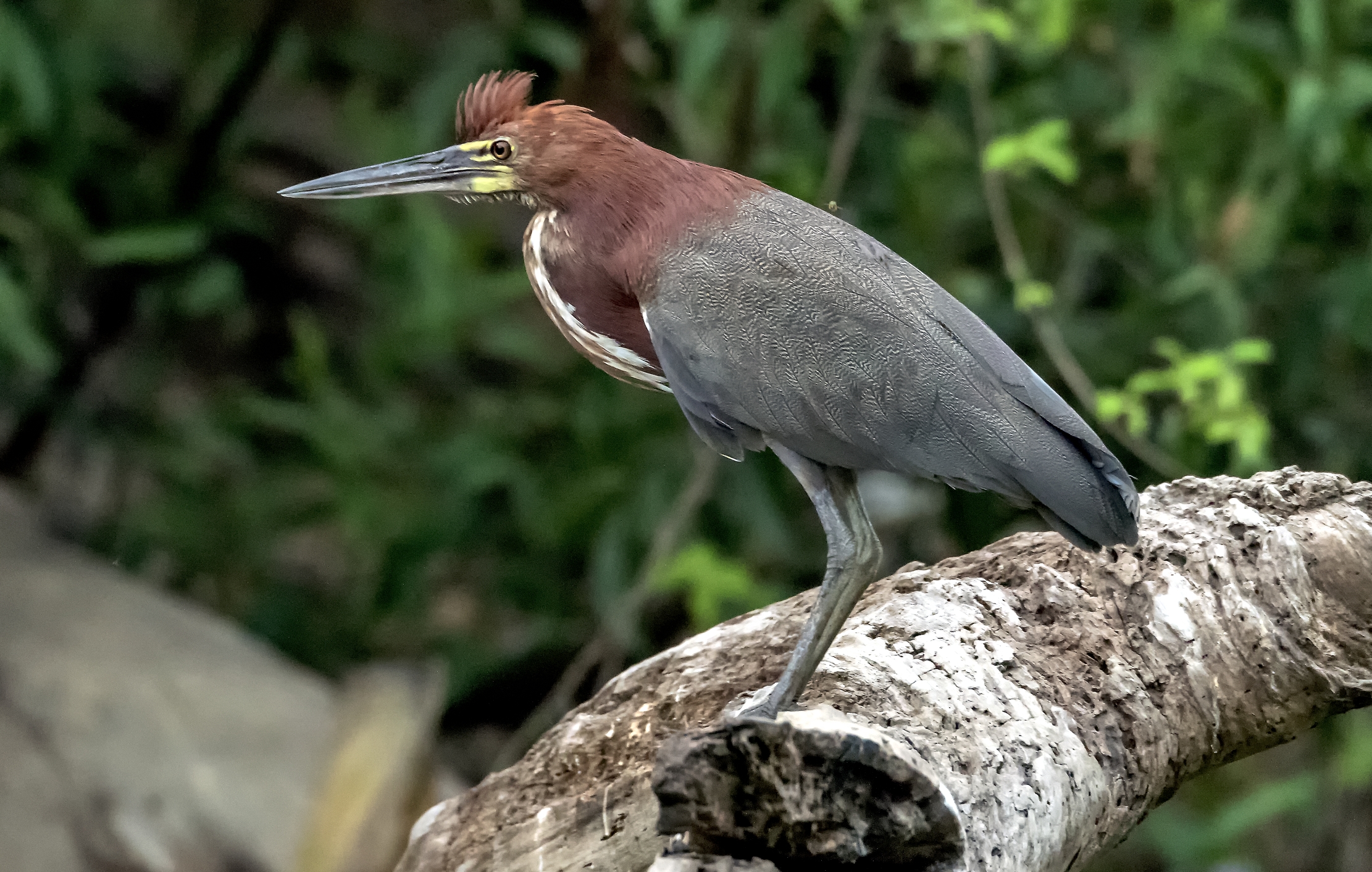 Pantanal 2015 - Airone tigrato