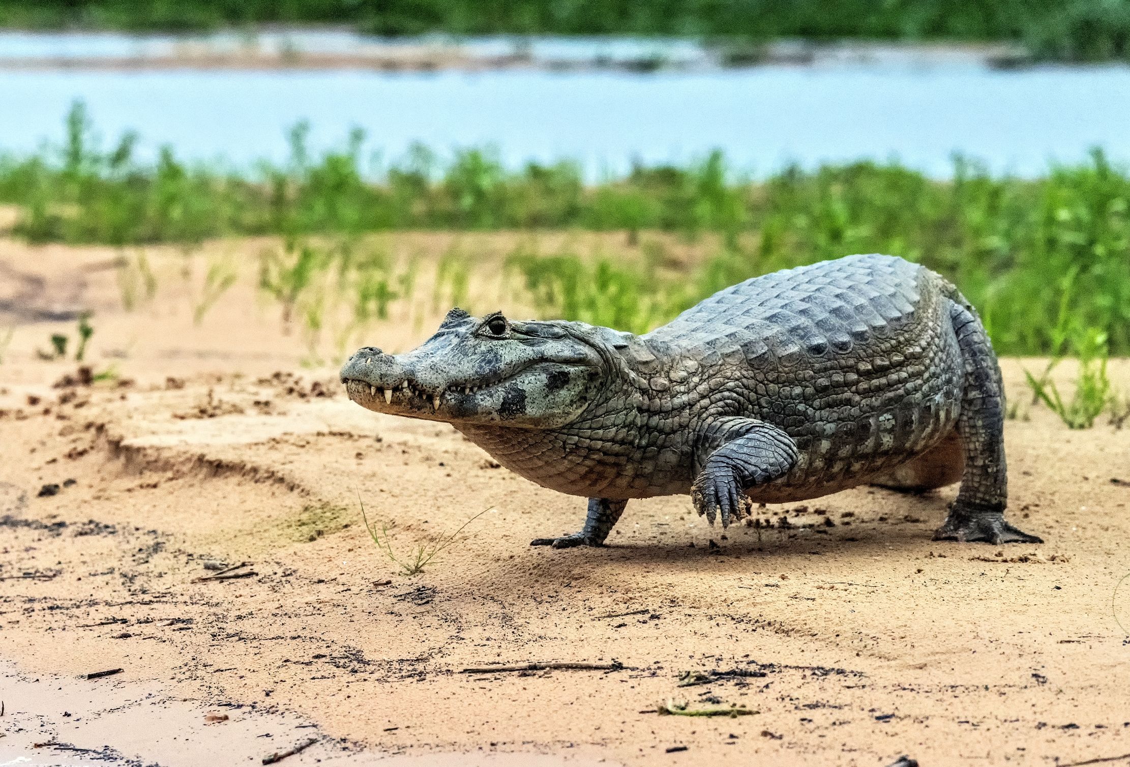 Pantanal 2015 - Caiman