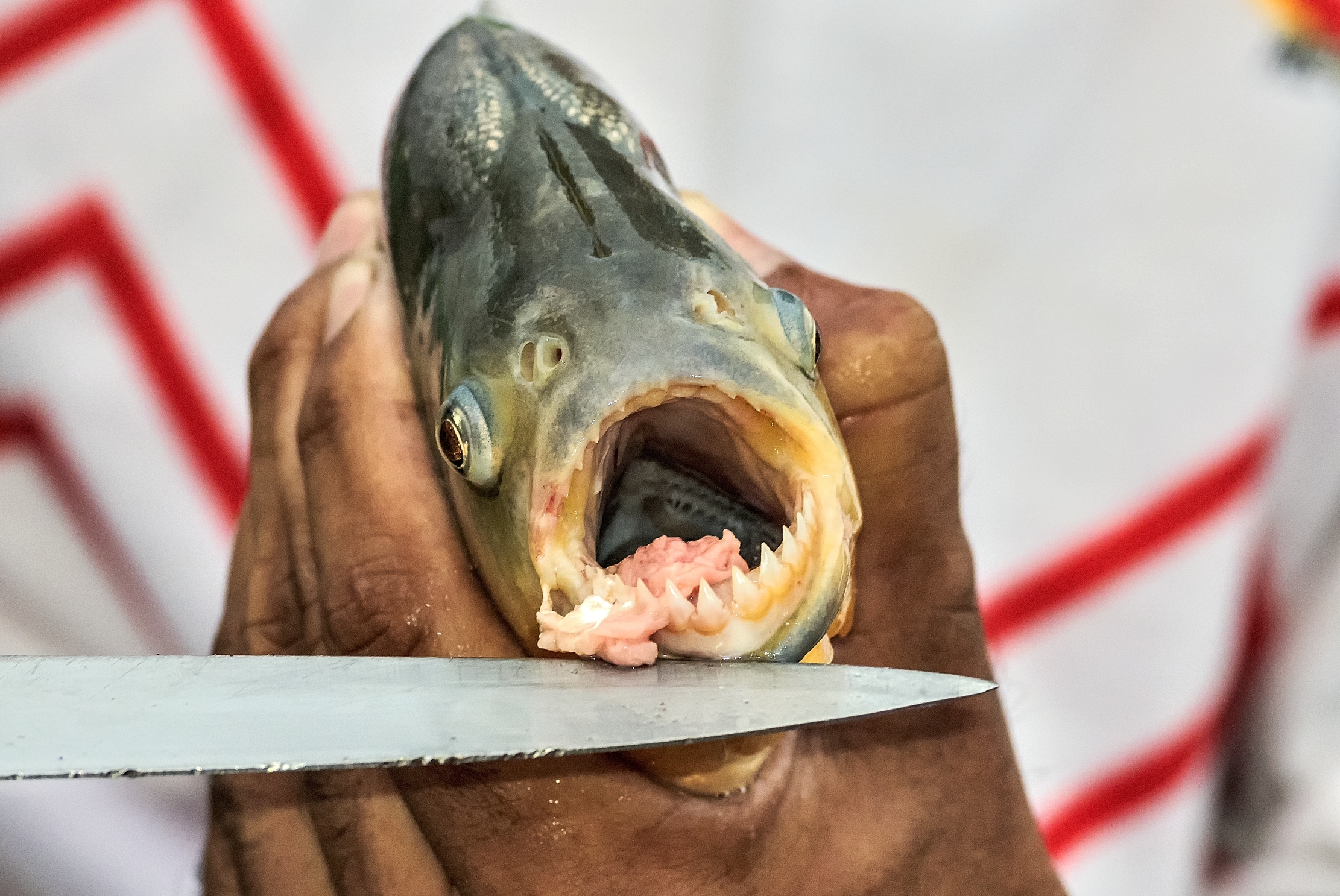 Pantanal 2015 - Piranha