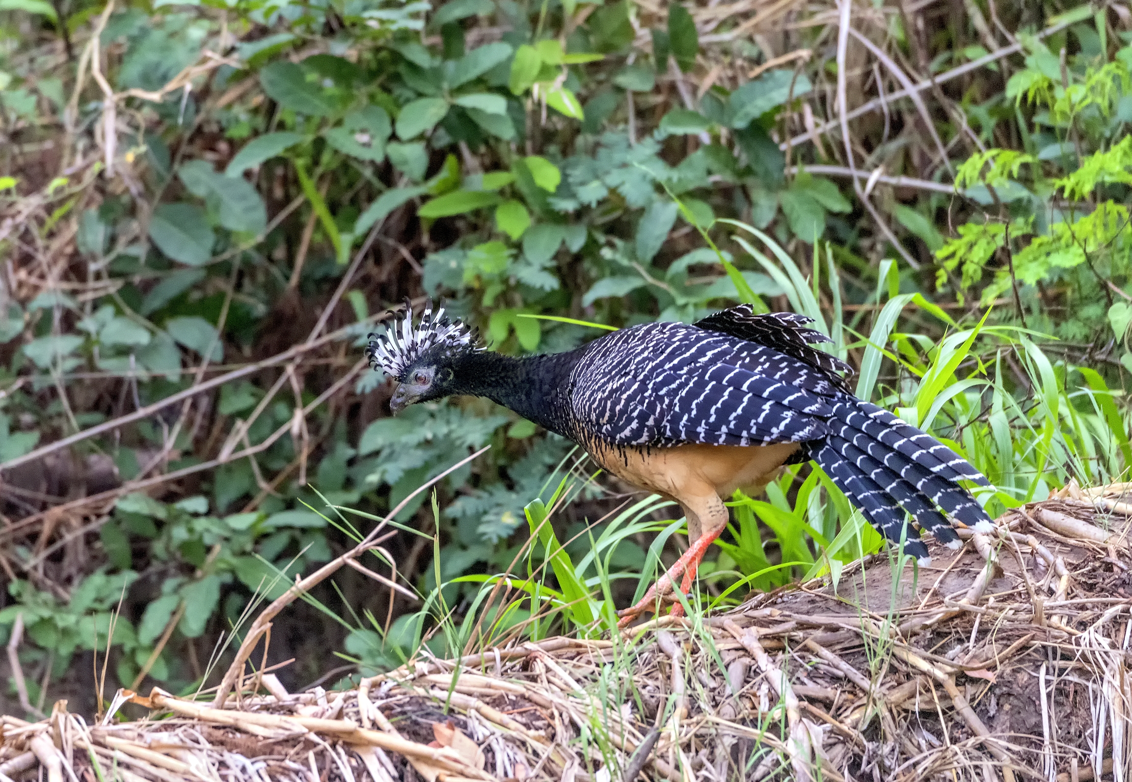 Pantanal 2015 - Bare-faced curassow (Crax fasciolata)