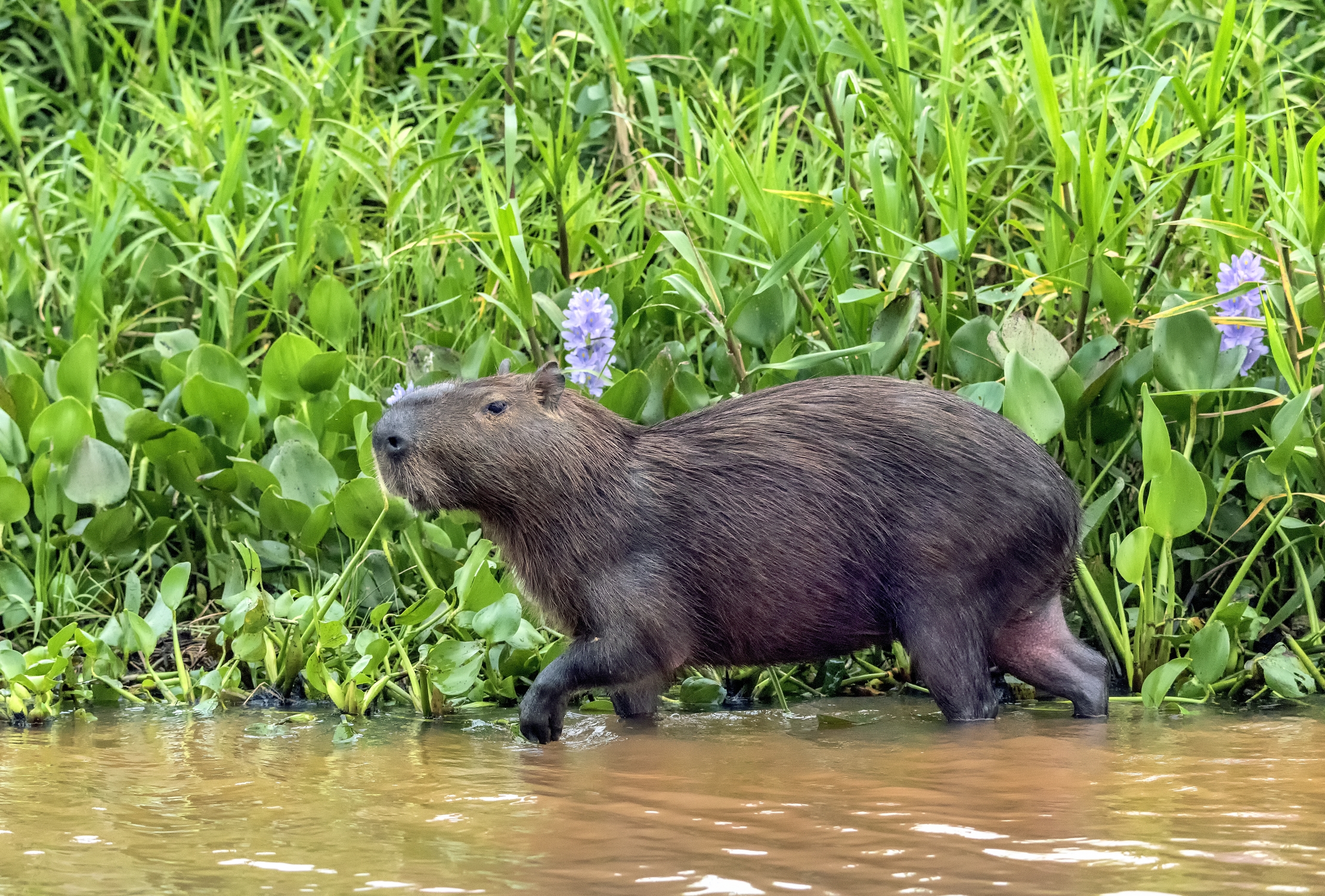 Pantanal 2015 - Capibara