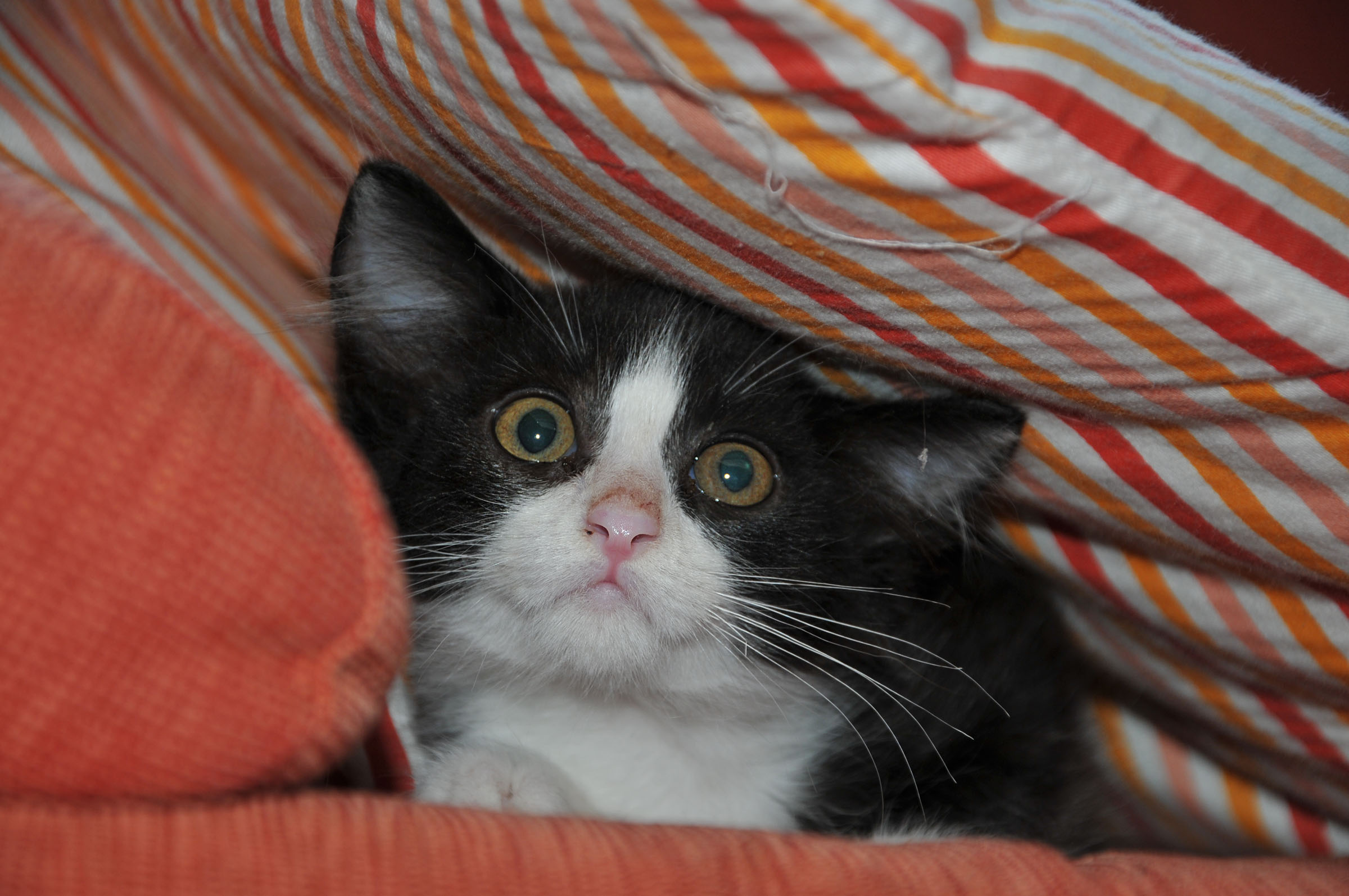 Vi presento Mirtillo