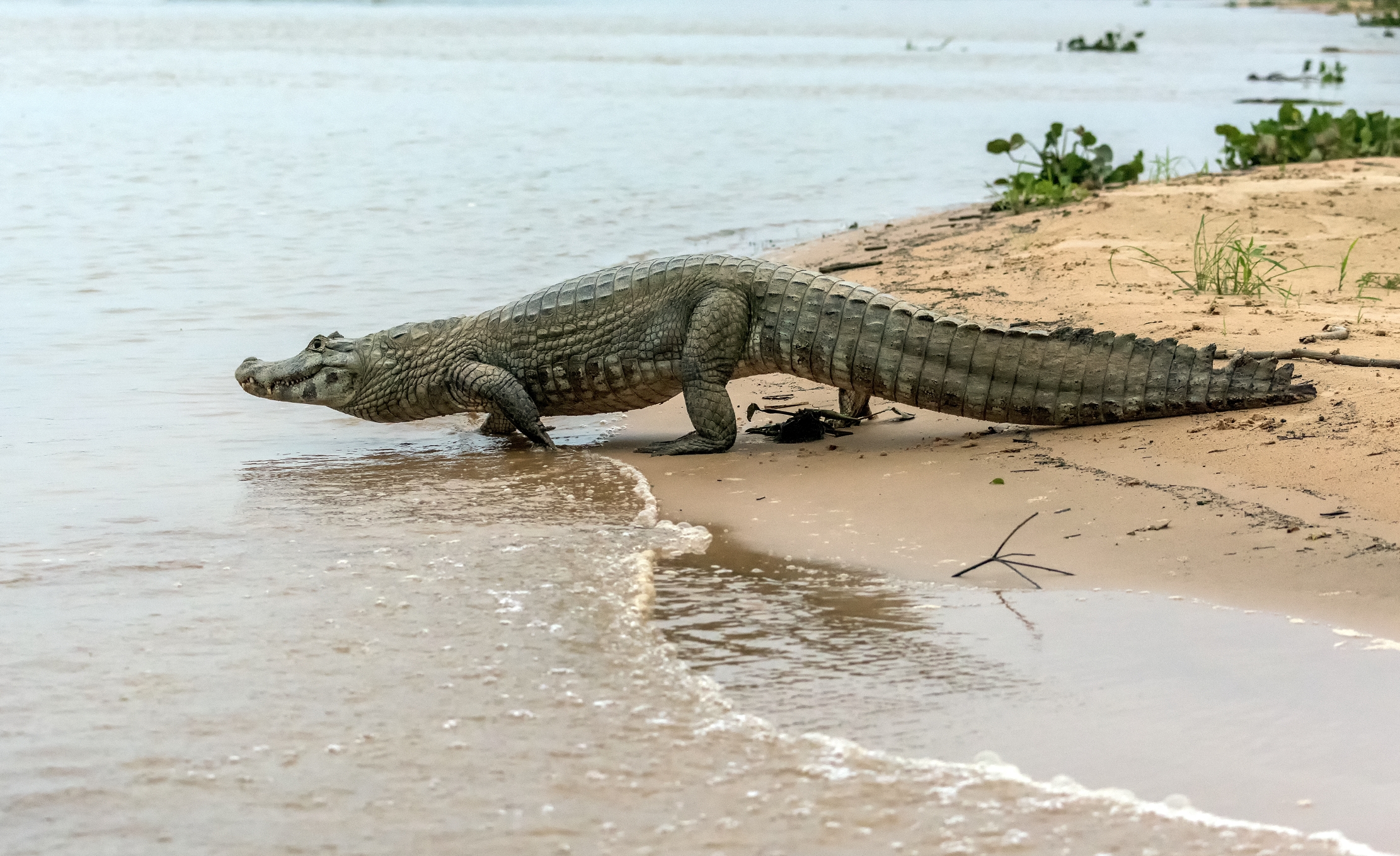 Pantanal 2015 - Caiman