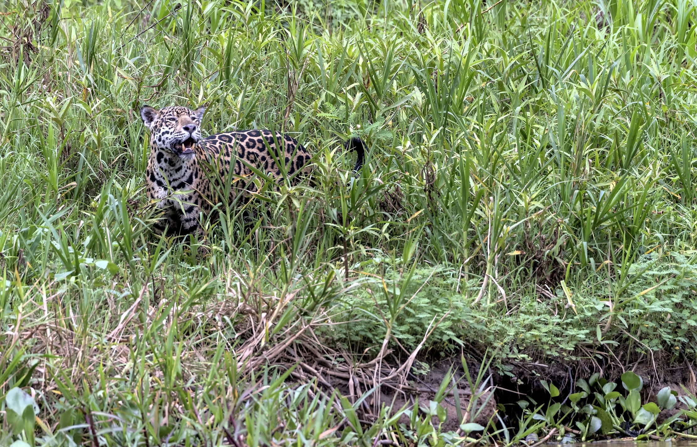 Pantanal 2015 - Jaguar