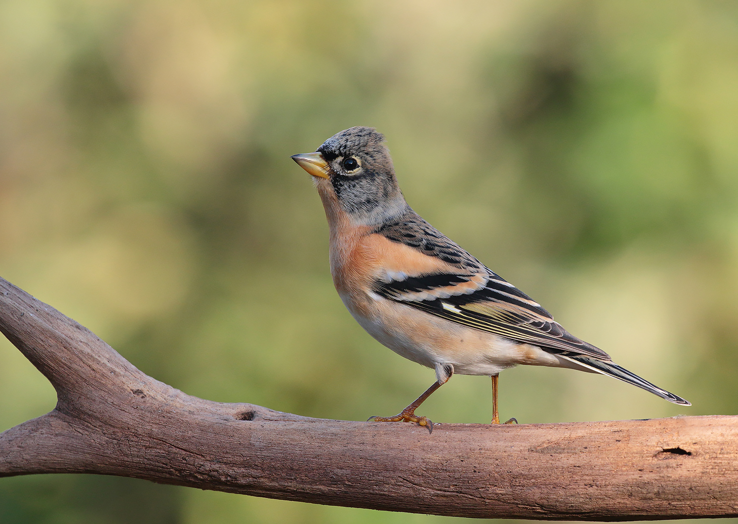 Brambling