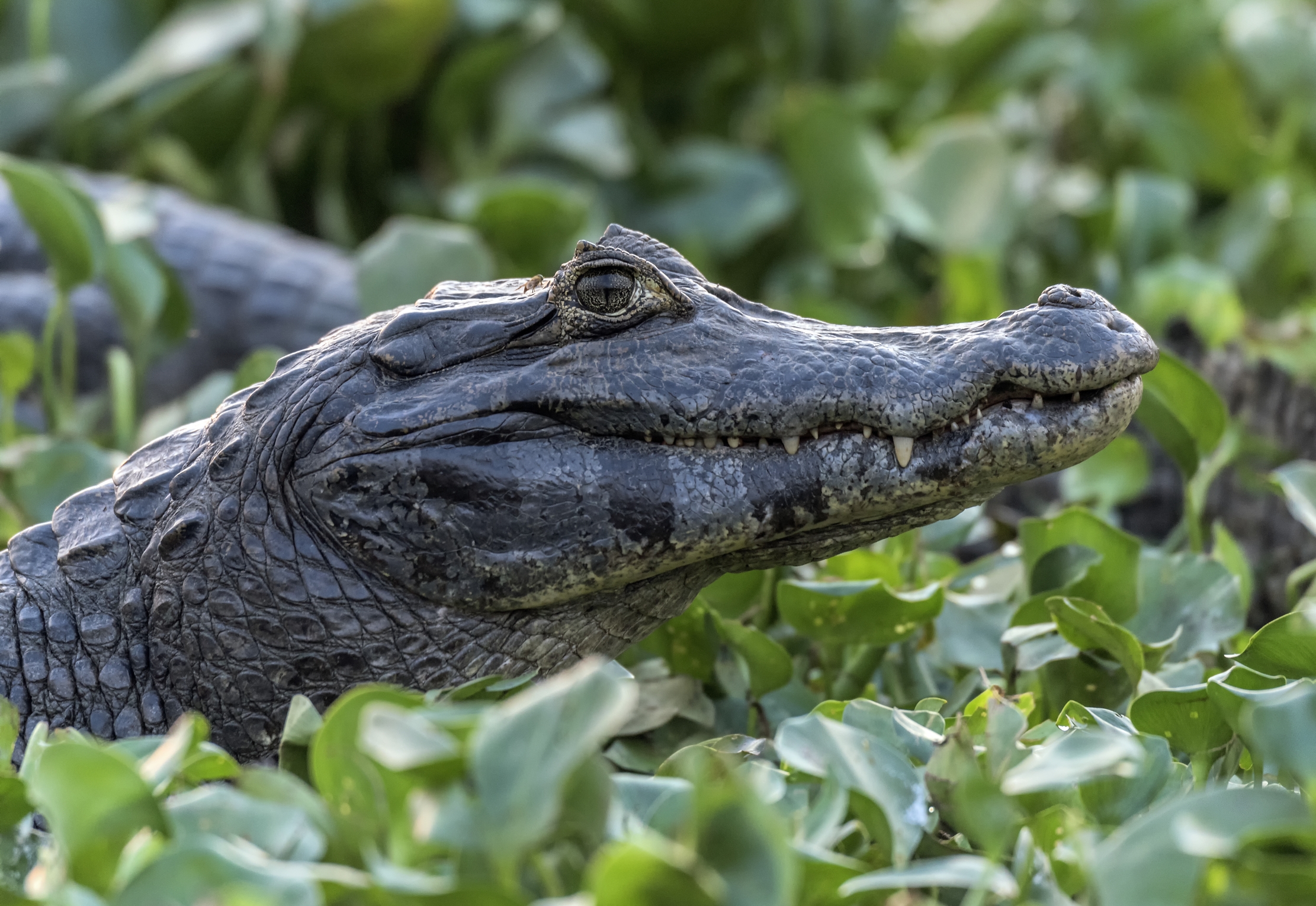 Pantanal 2015 - Caiman
