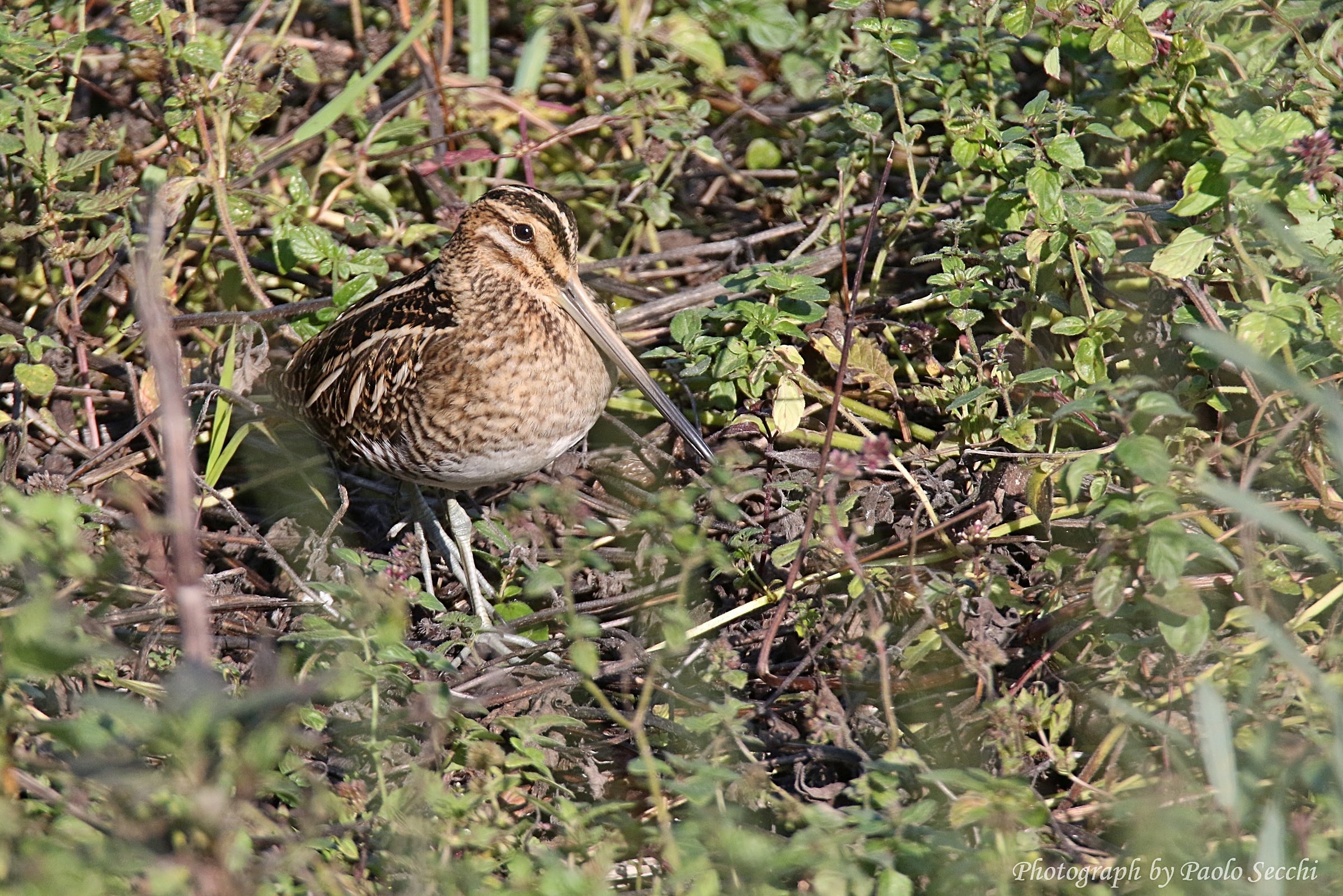 Snipe
